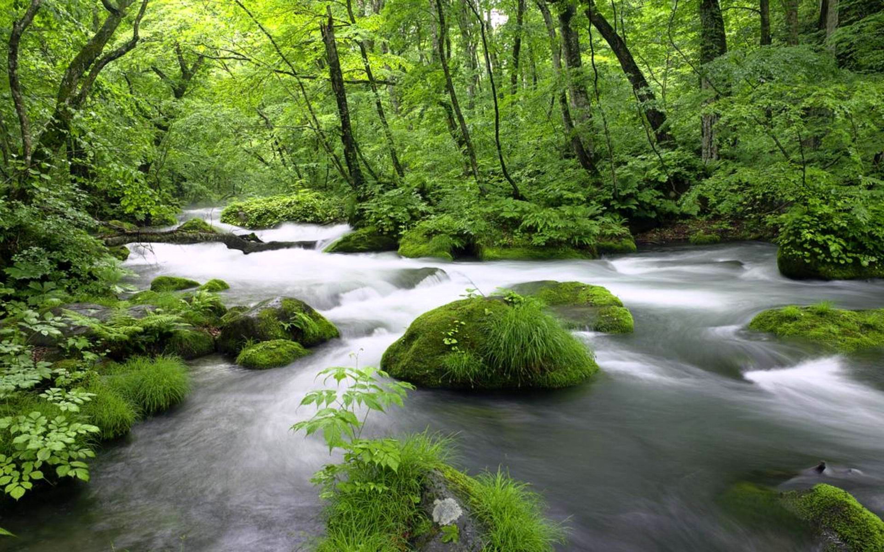 Включи видео природы. Природа. Лесная река. Живая природа. Пейзаж Живая природа.