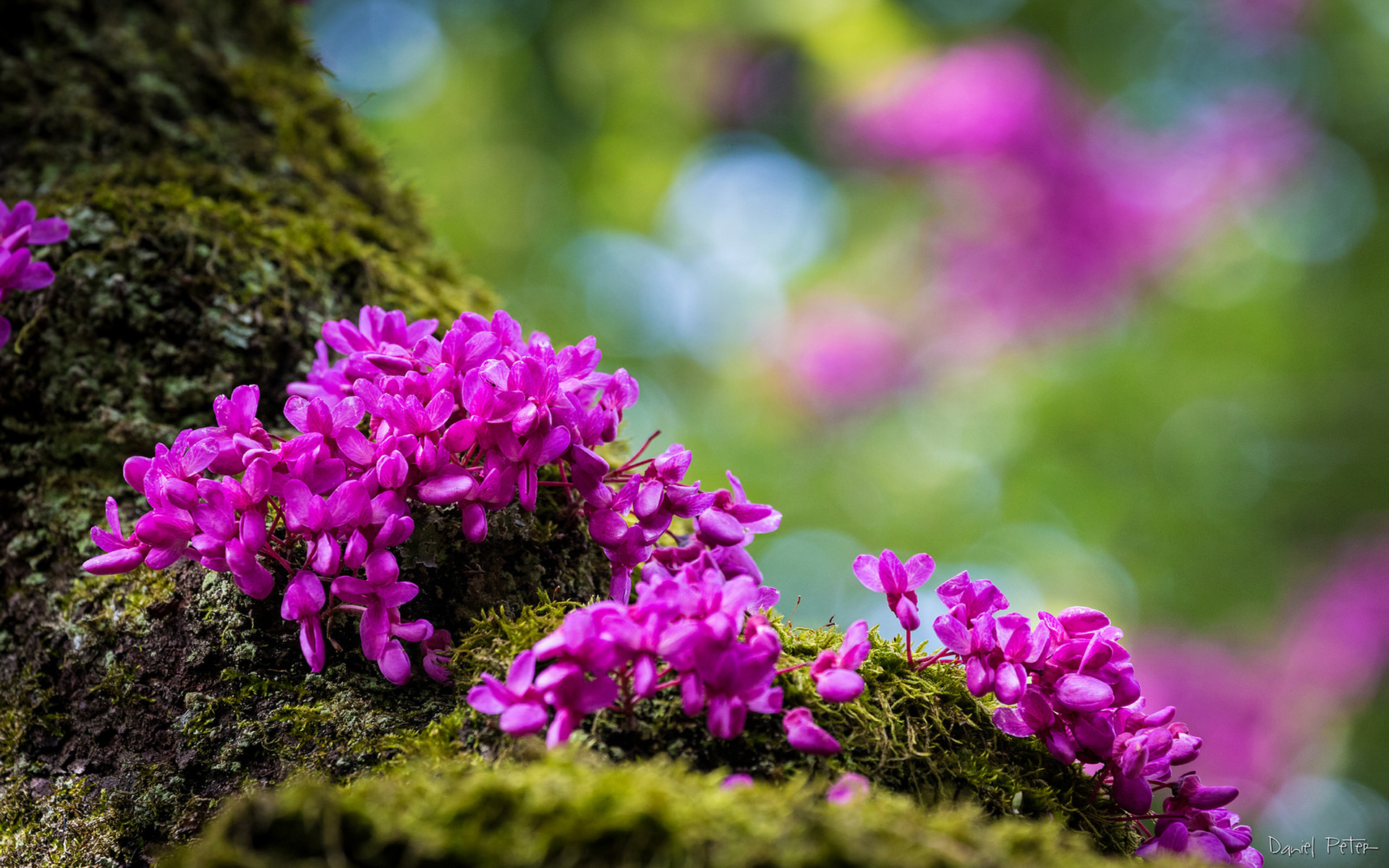 Spring Mountain Flowers Purple Color Desktop Wallpaper Hd Resolution ...