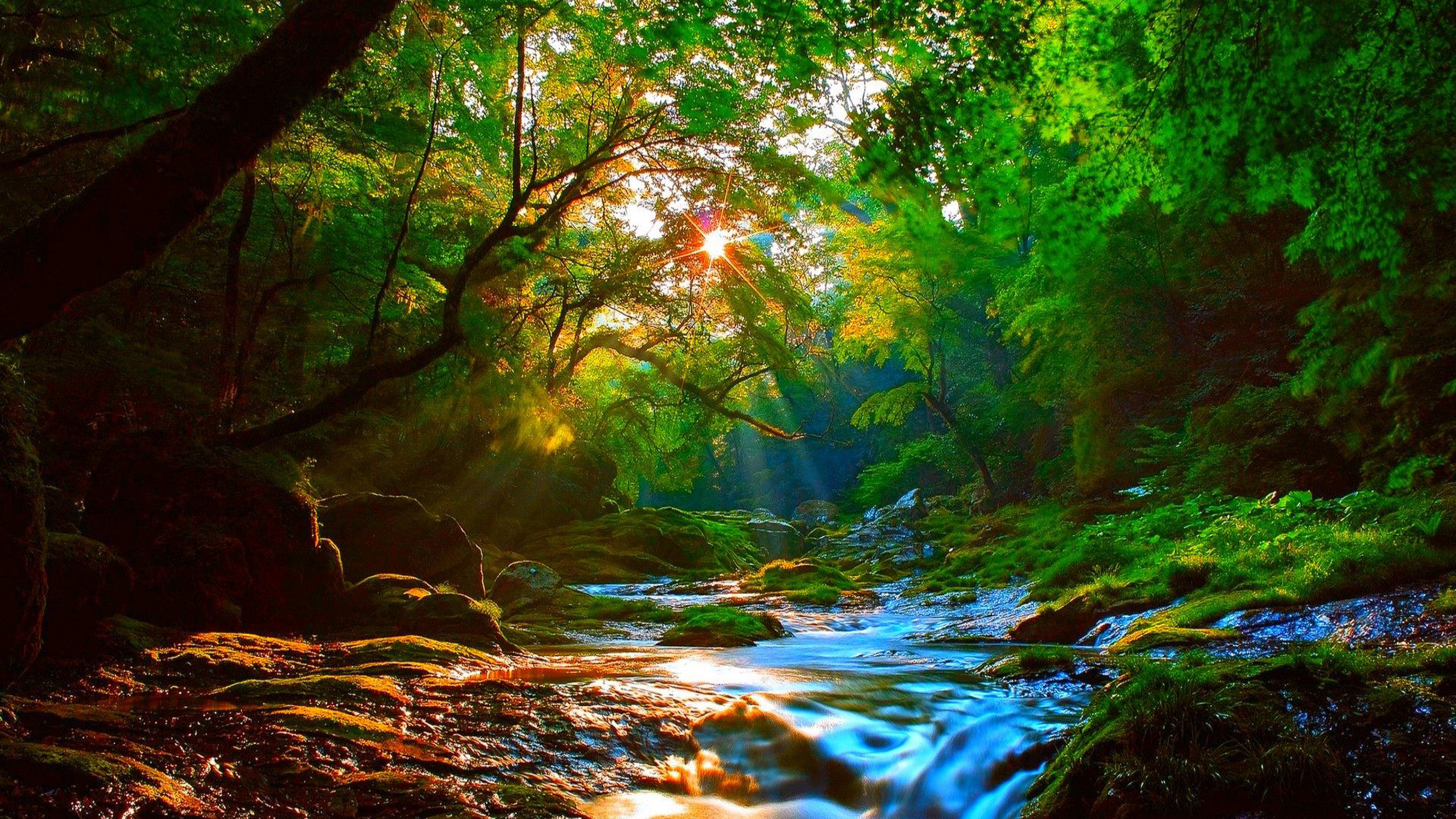 Sunrise Beautiful Mountainous River Forest With Green