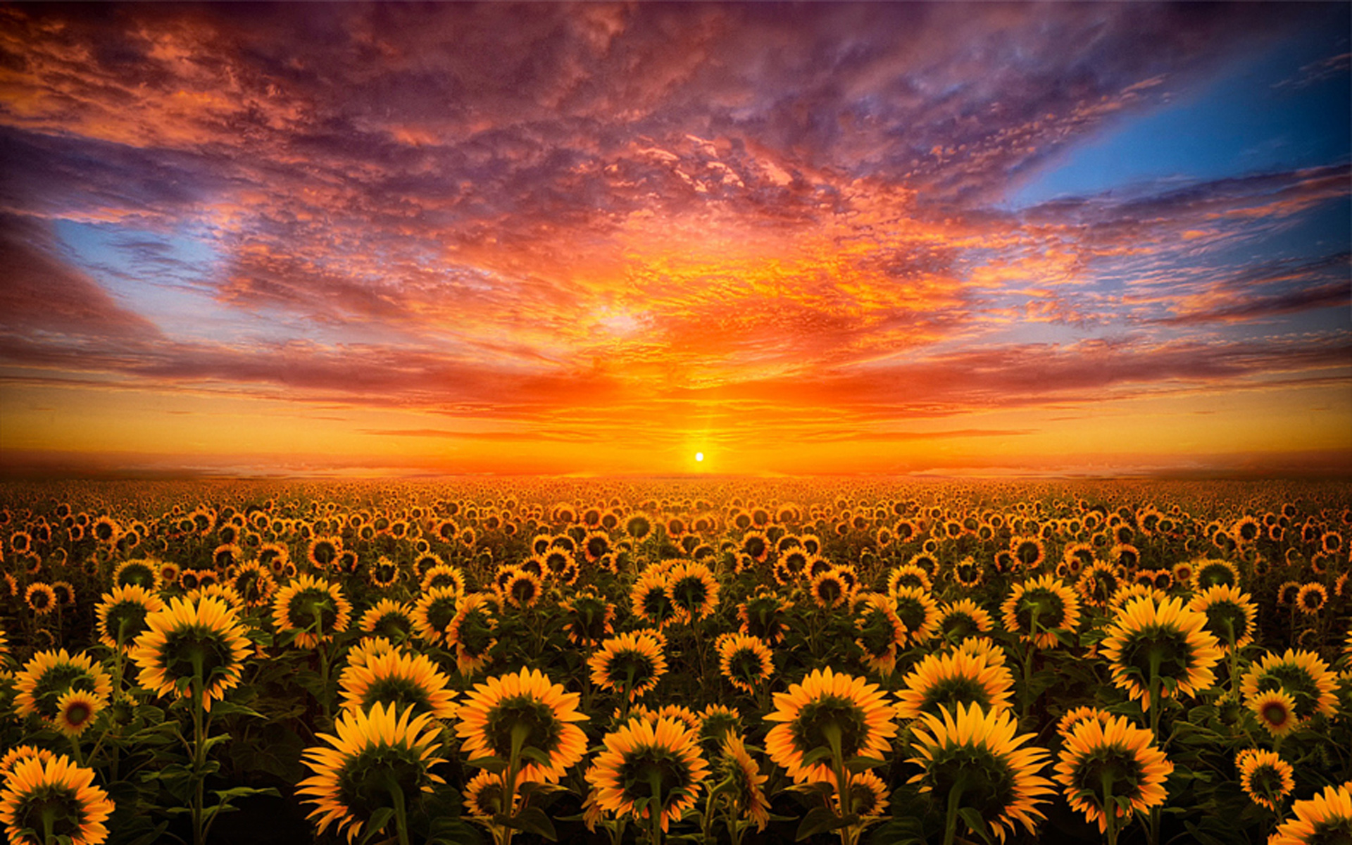 Sunset Red Sky Cloud Field With Sunflower Hd Desktop Wallpaper For Mobile Wallpapers13 Com