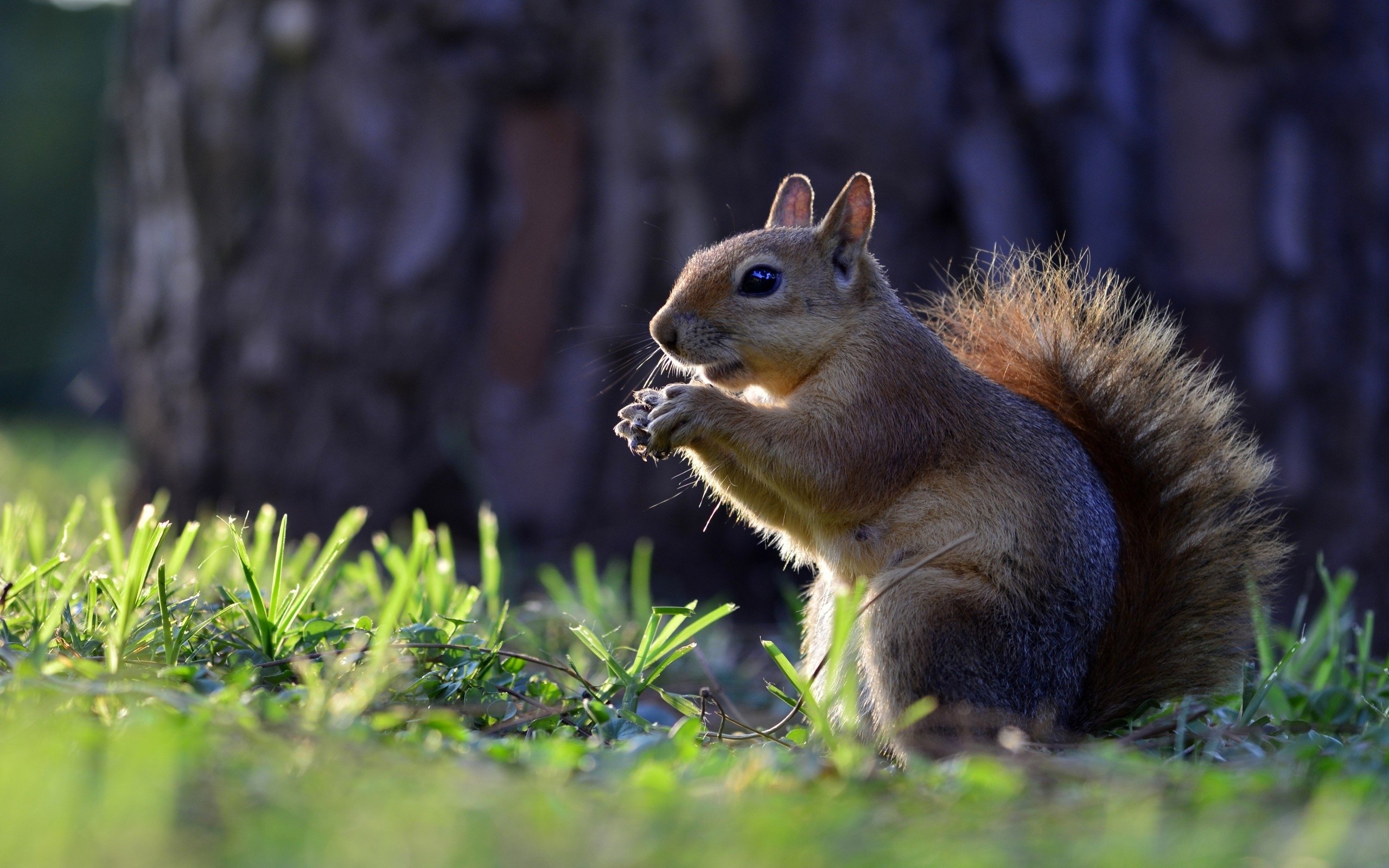Animals Squirrel Hd Wallpapers For Mobile Phones And Laptops 2560x1600 :  