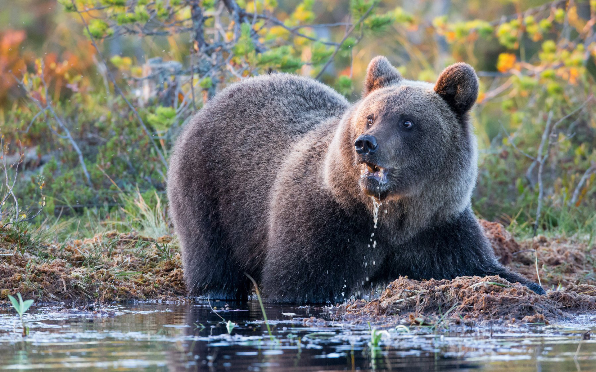 Медведь крупное млекопитающее. Бурый медведь Уссурийская Тайга. Баргузинский заповедник бурый медведь. Бурый медведь в тайге. Животный мир тайги бурый медведь.