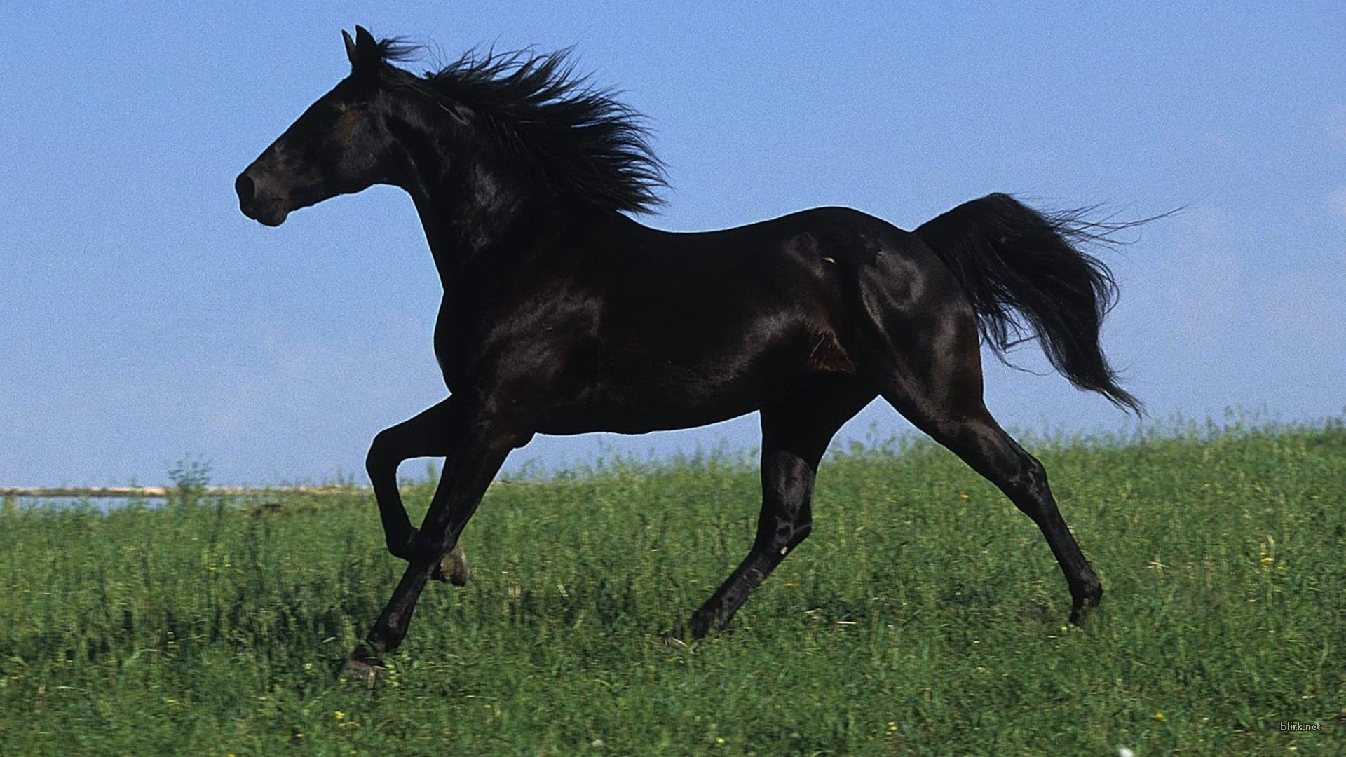 Black Horse Galloping In A Field Of Green Grass Desktop Wallpaper