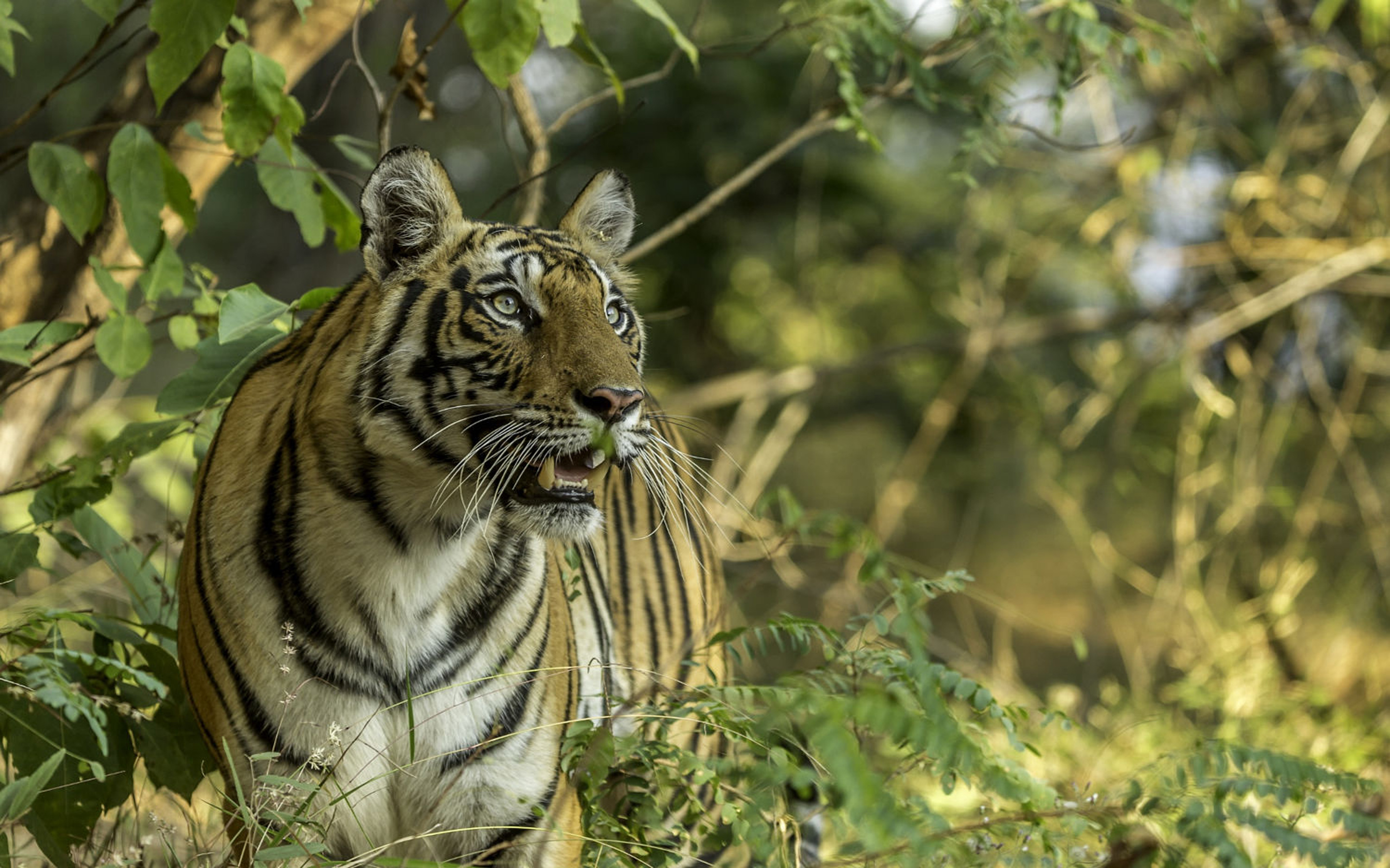 Dangerous Wild Animals Indian Tiger Desktop Wallpaper Hd 2880x1800