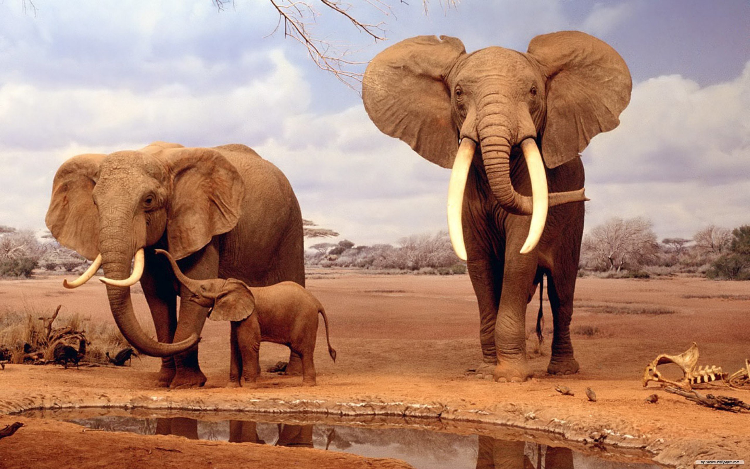 Elephants African Safari Desktop Wallpaper Hd 2560x1600 : 