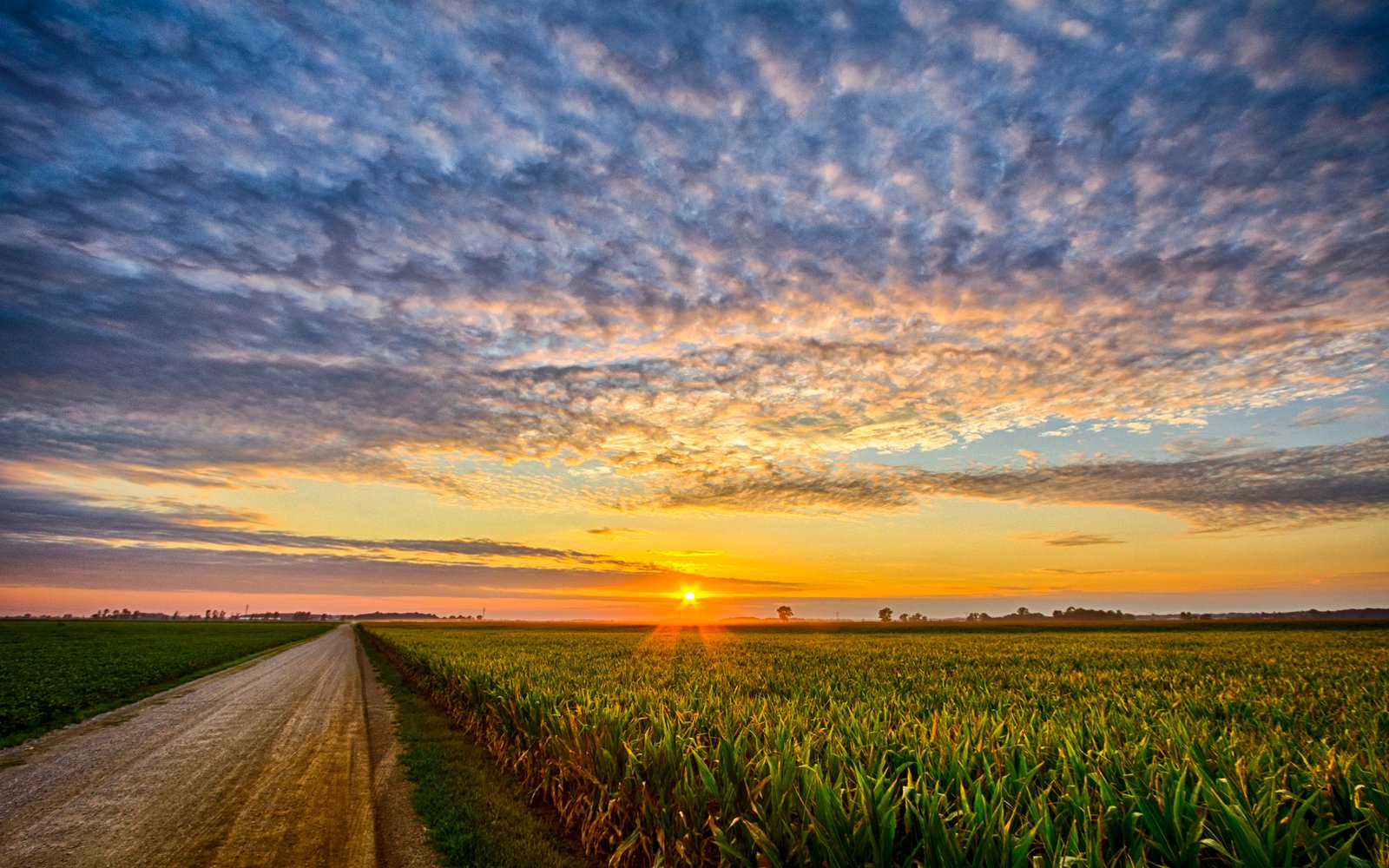 Indiana Corn Sunset Milford, New Zealand Desktop Wallpaper Hd