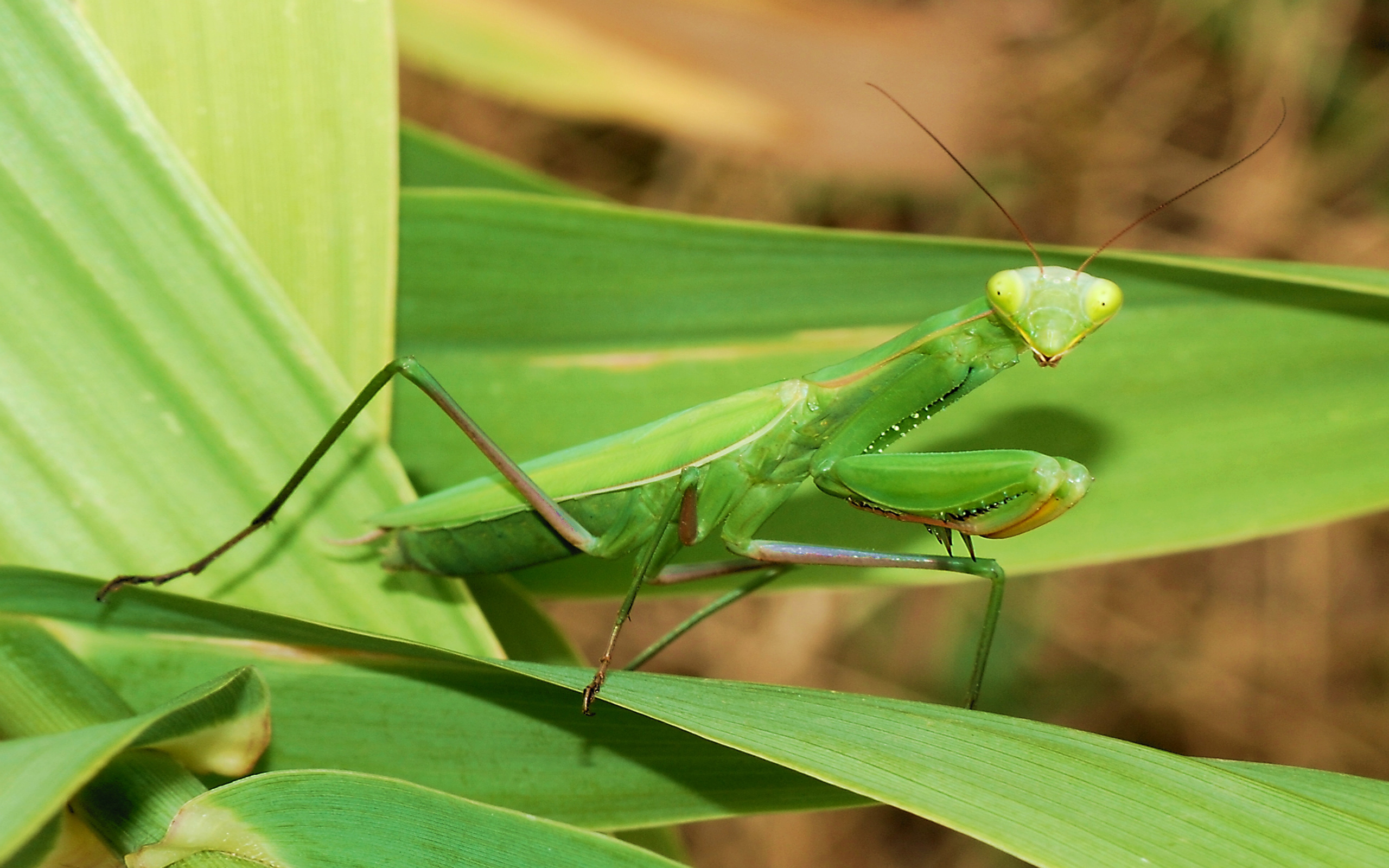 Богомолов животное. Богомол Mantis. Богомол обыкновенный насекомые. Богомолы Мантис зелёный. Африканский древесный богомол.