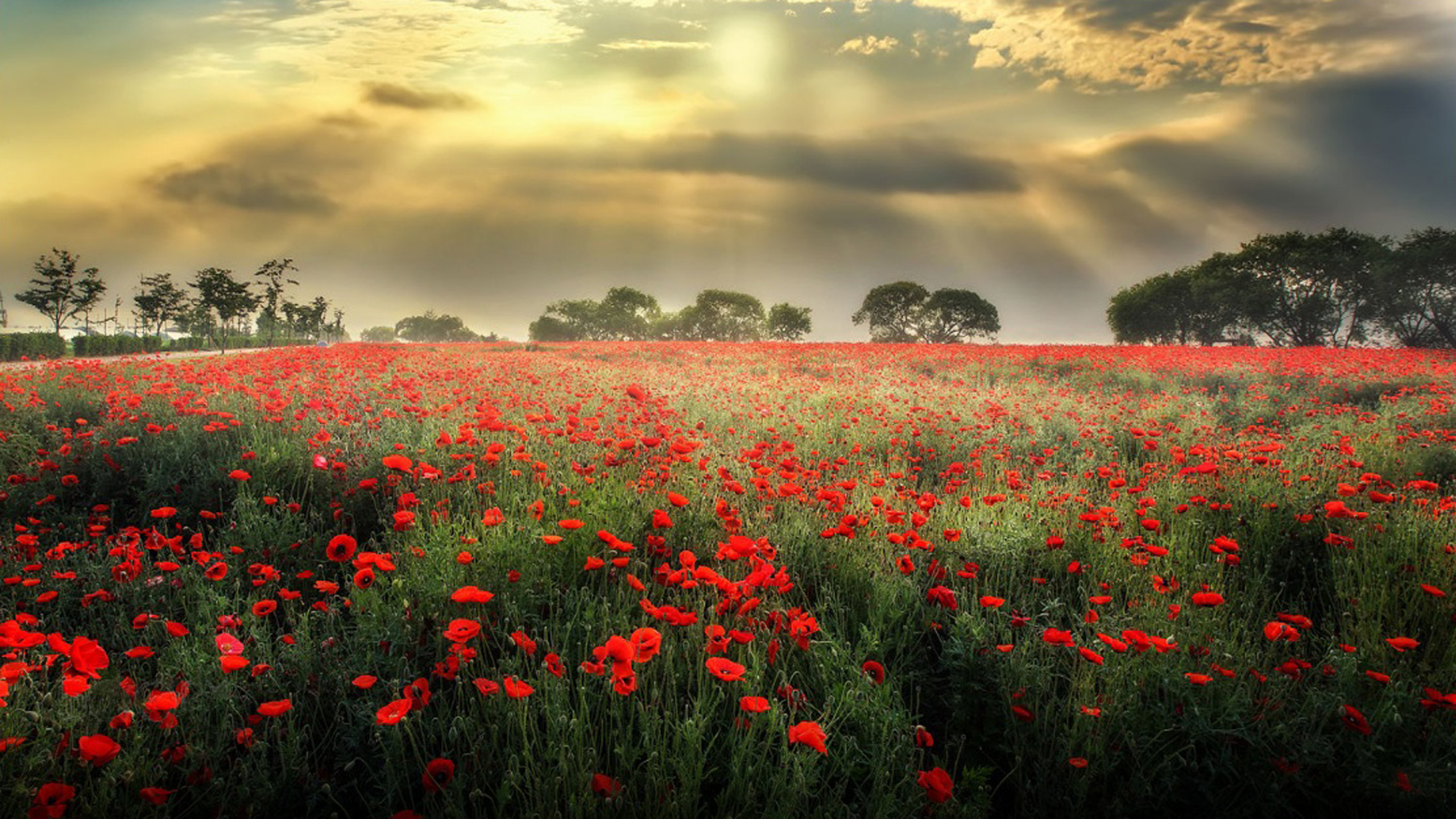 Meadow With Red Poppies, Dark Black Clouds Sun Rays Desktop Wallpaper