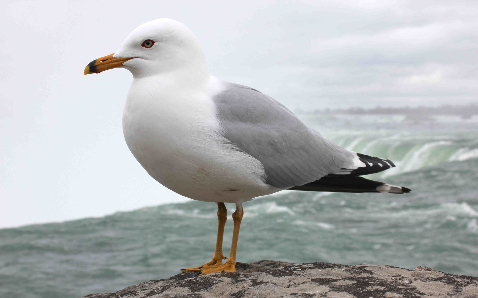 Seagull From Niagara Falls Desktop Hd Wallpaper 5200x3250