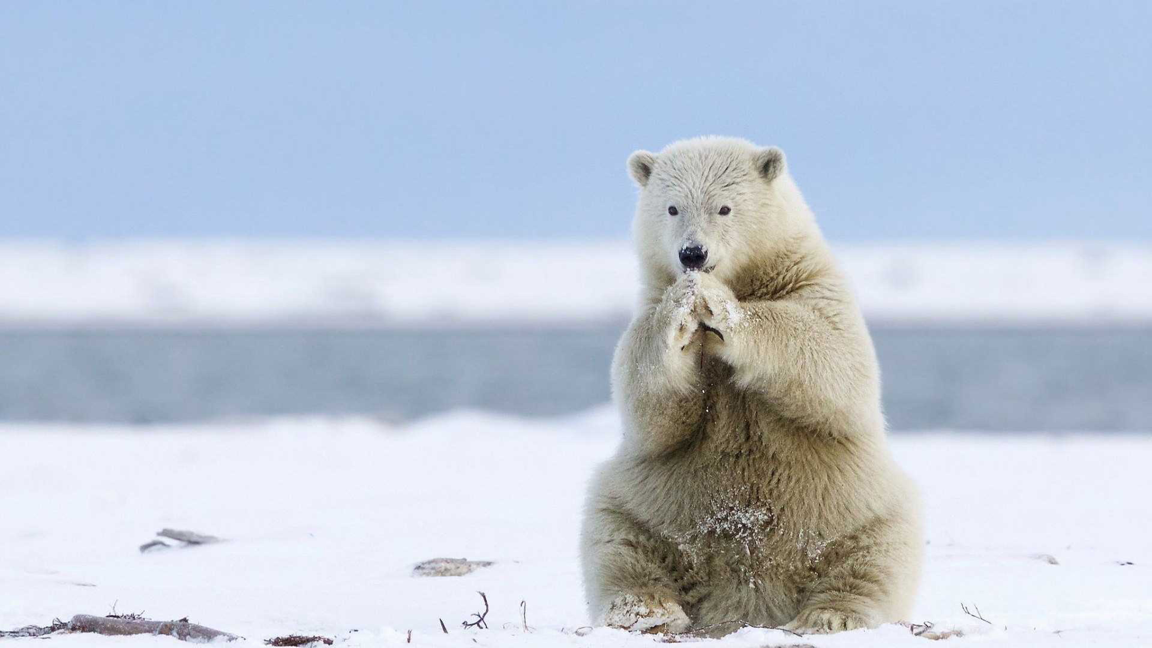 Animals Of Greenland White Polar Bear Heating Of Cold Feet Desktop Wallpaper  Full Screen : 