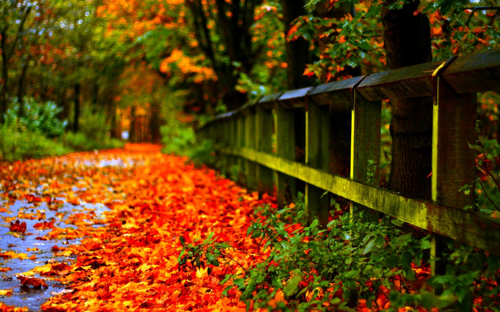 autumn leaves desktop background