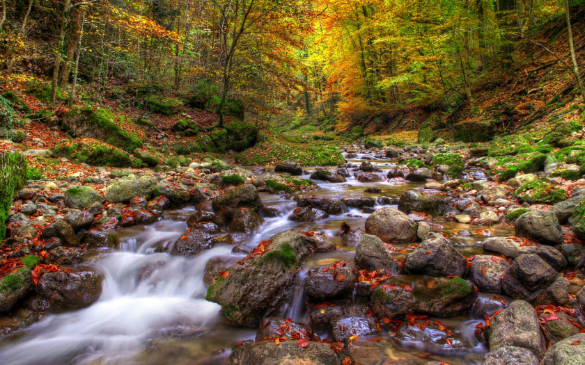 Beautiful Autumn Landscape Background Mountainous River Stone Forest With  Autumn Colored Leaves Moss  Hd Desktop Backgrounds Free  Download 1920x1080 : 