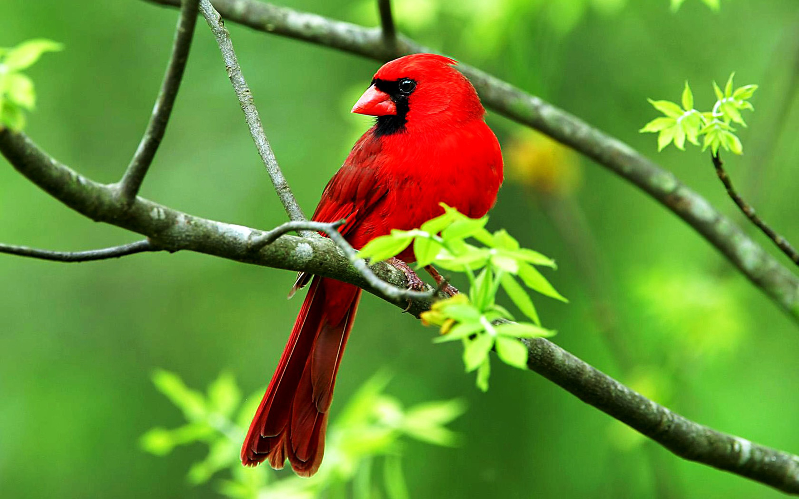 Bird Desktop Wallpaper Beautiful Cardinal Bird