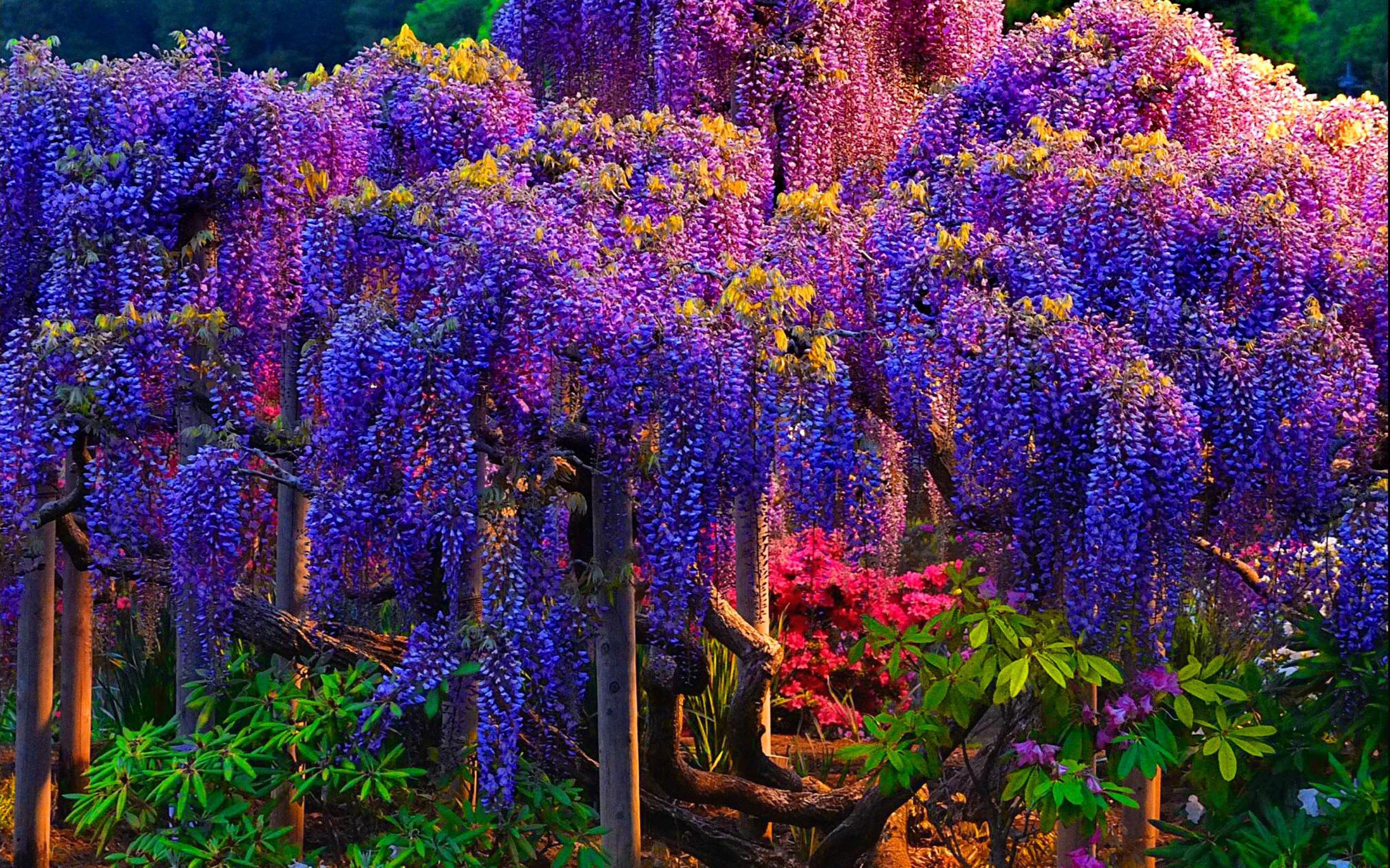 Фото красивых цветов для сада и названия. Сад Кавати Фудзи. Глициния обильноцветущая Хонбени. Вистерия китайская Глициния.