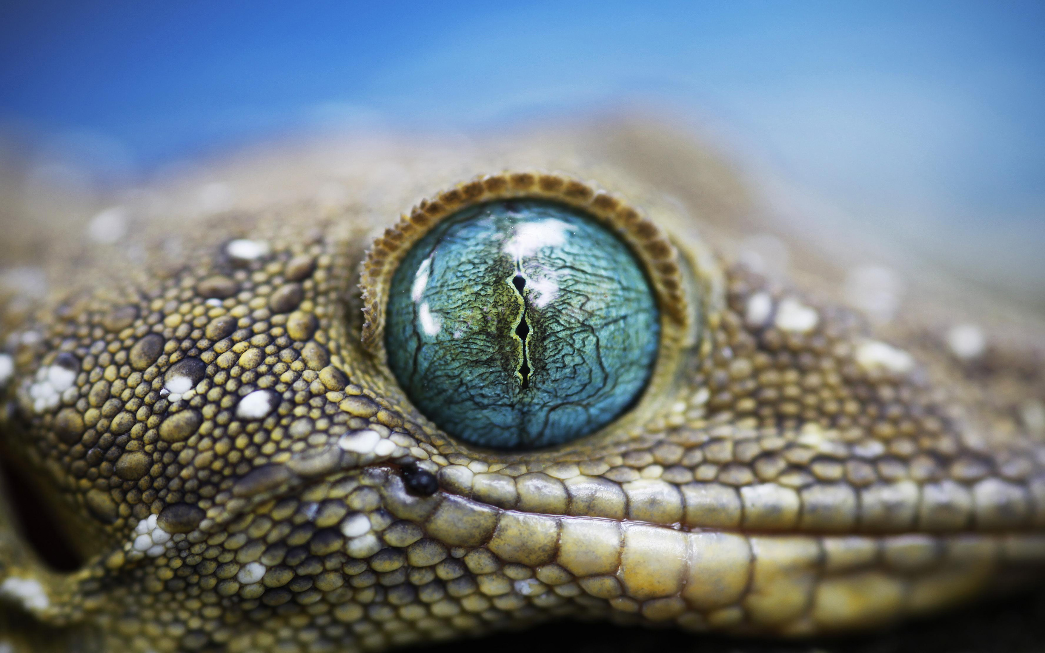 Змей хамелеон. Геккон Смита. Глаз рептилии. Змеиные глаза. Глаз крокодила.