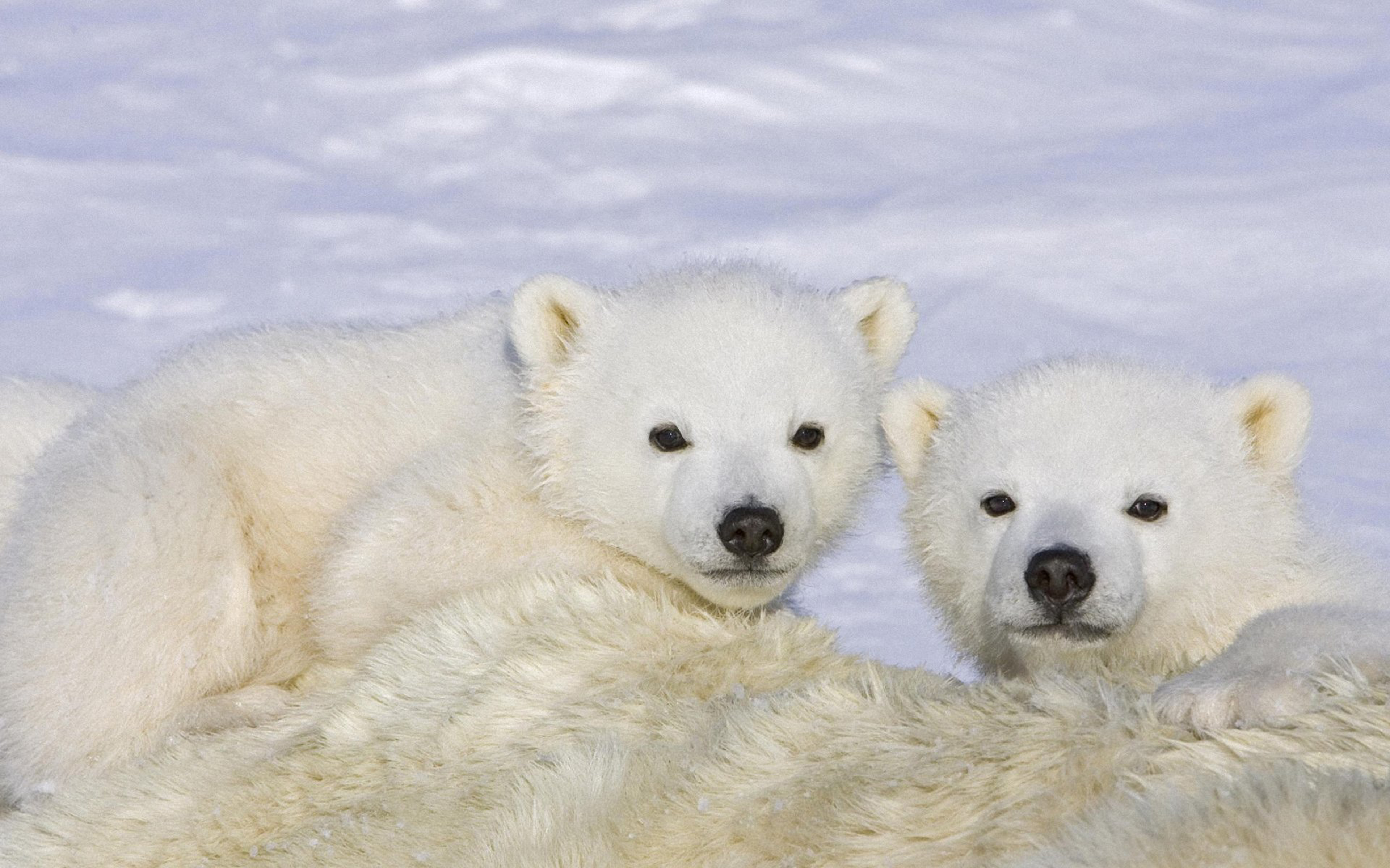 Cute  Baby Polar Bear  Animals  Hd Wallpaper  3840x2400 