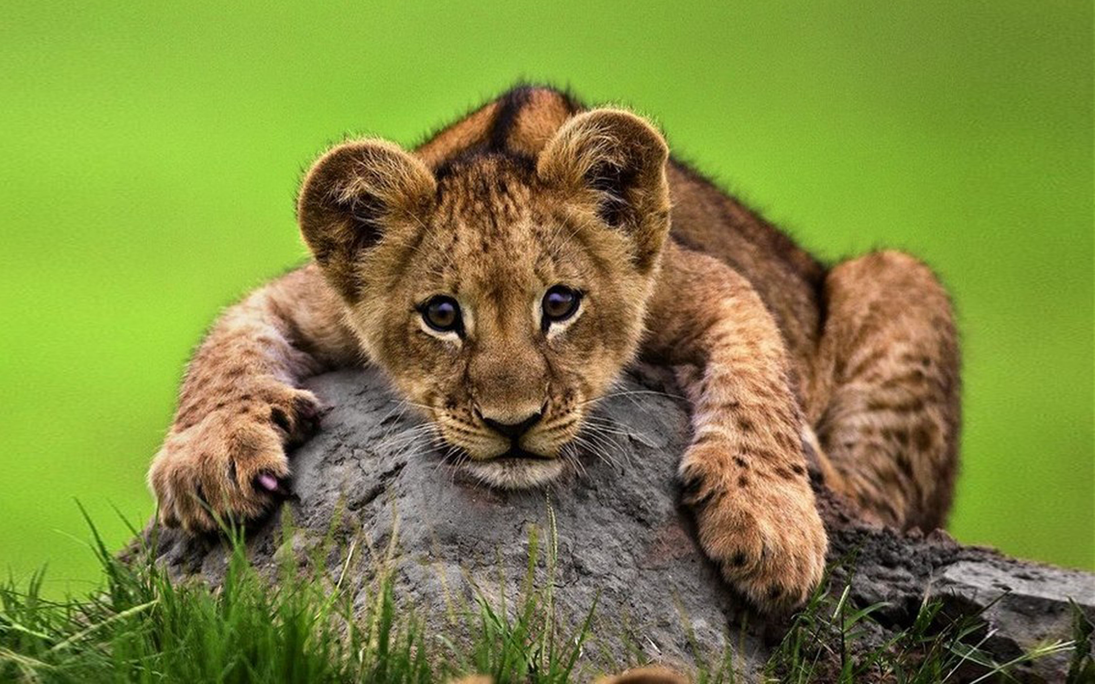 Cute Young Lion Lying On A Rock Desktop Wallpaper Hd 3840x2400 ...
