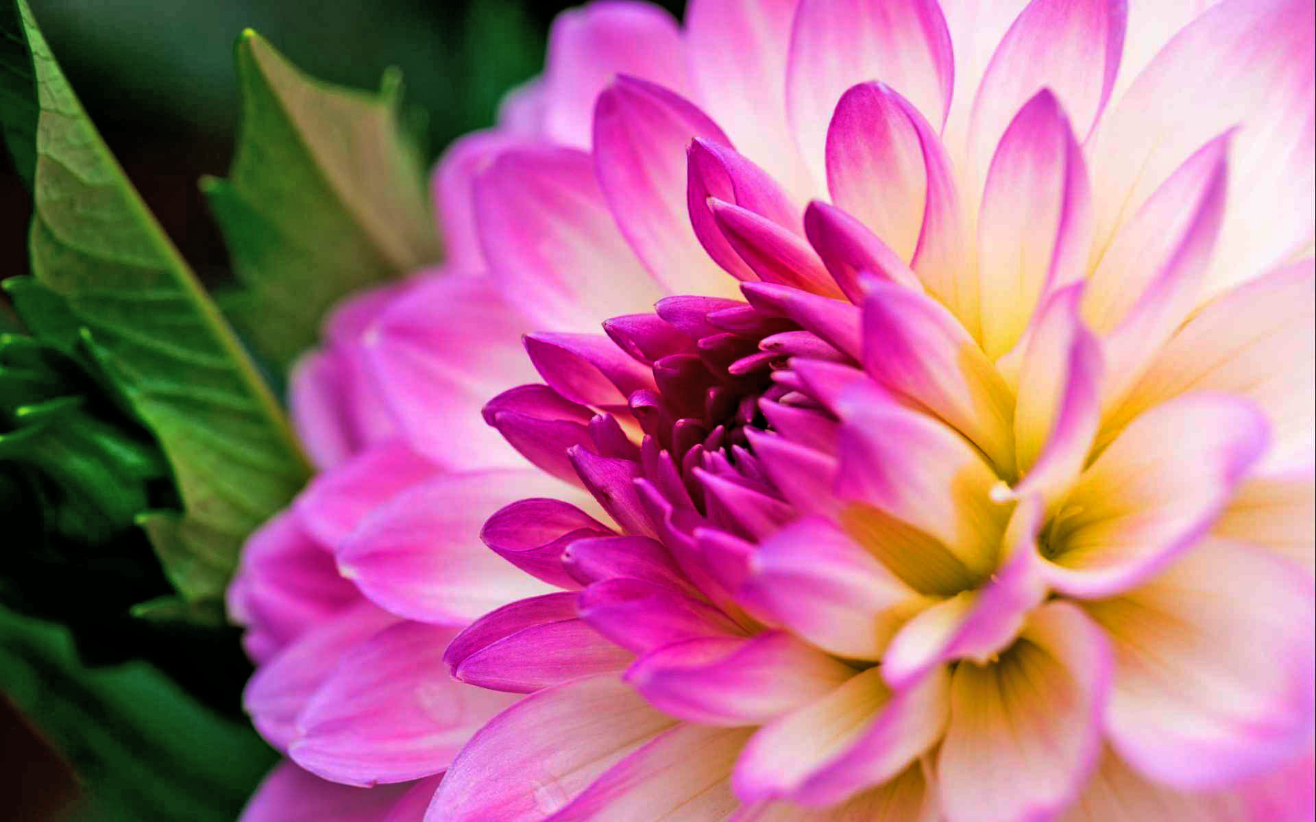Dahlia Purple Flower And Green Leaves Close Up-1920x1200 : Wallpapers13.com
