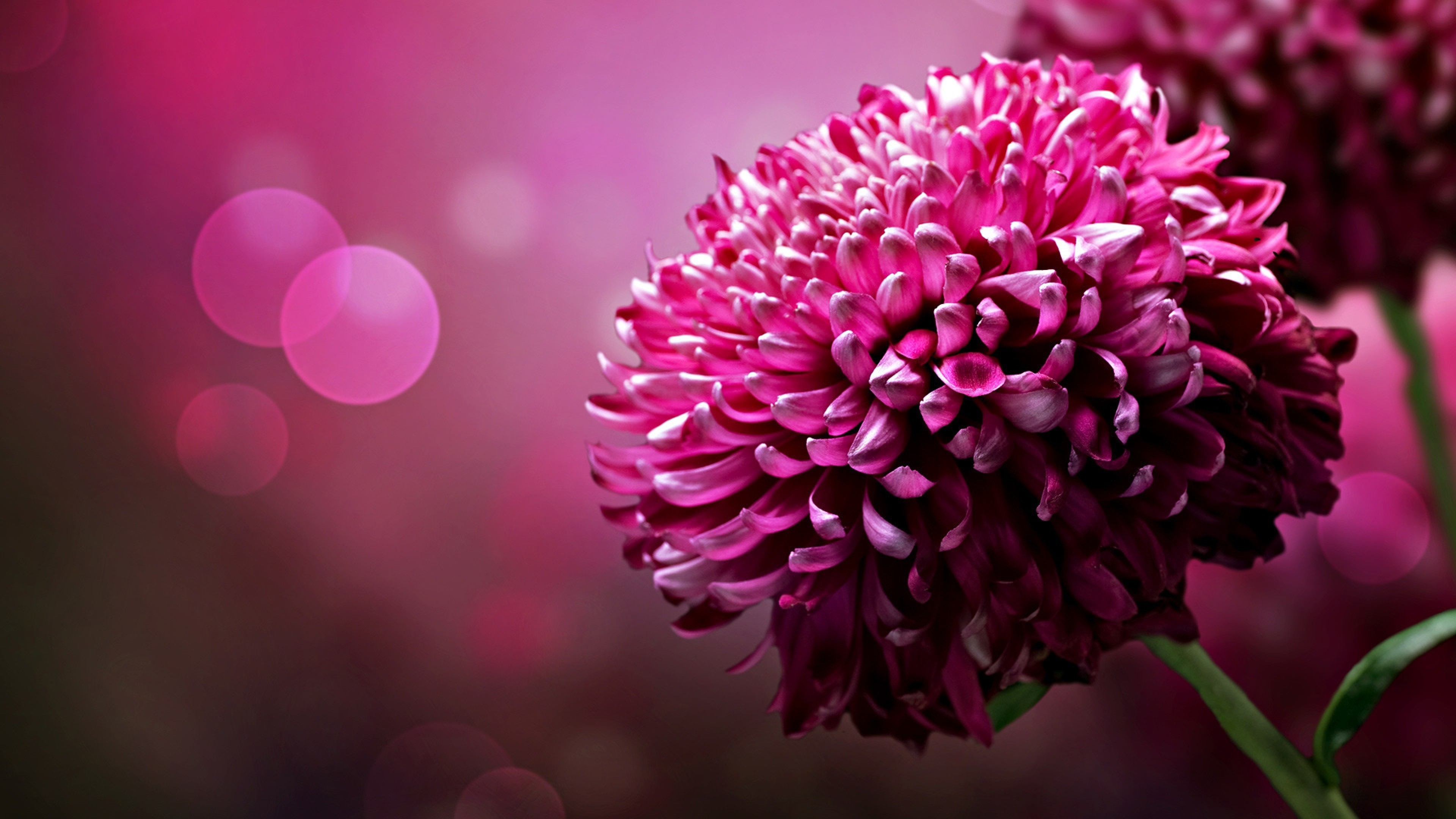 Dark Purple Flower Desktop Wallpaper Hd Resolution 3840x2160 :  