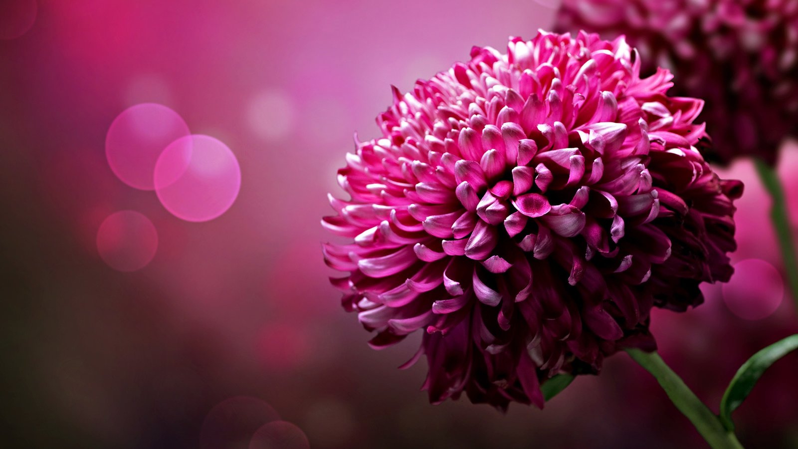 45 Free Dark Flower Wallpapers  Pikwizard