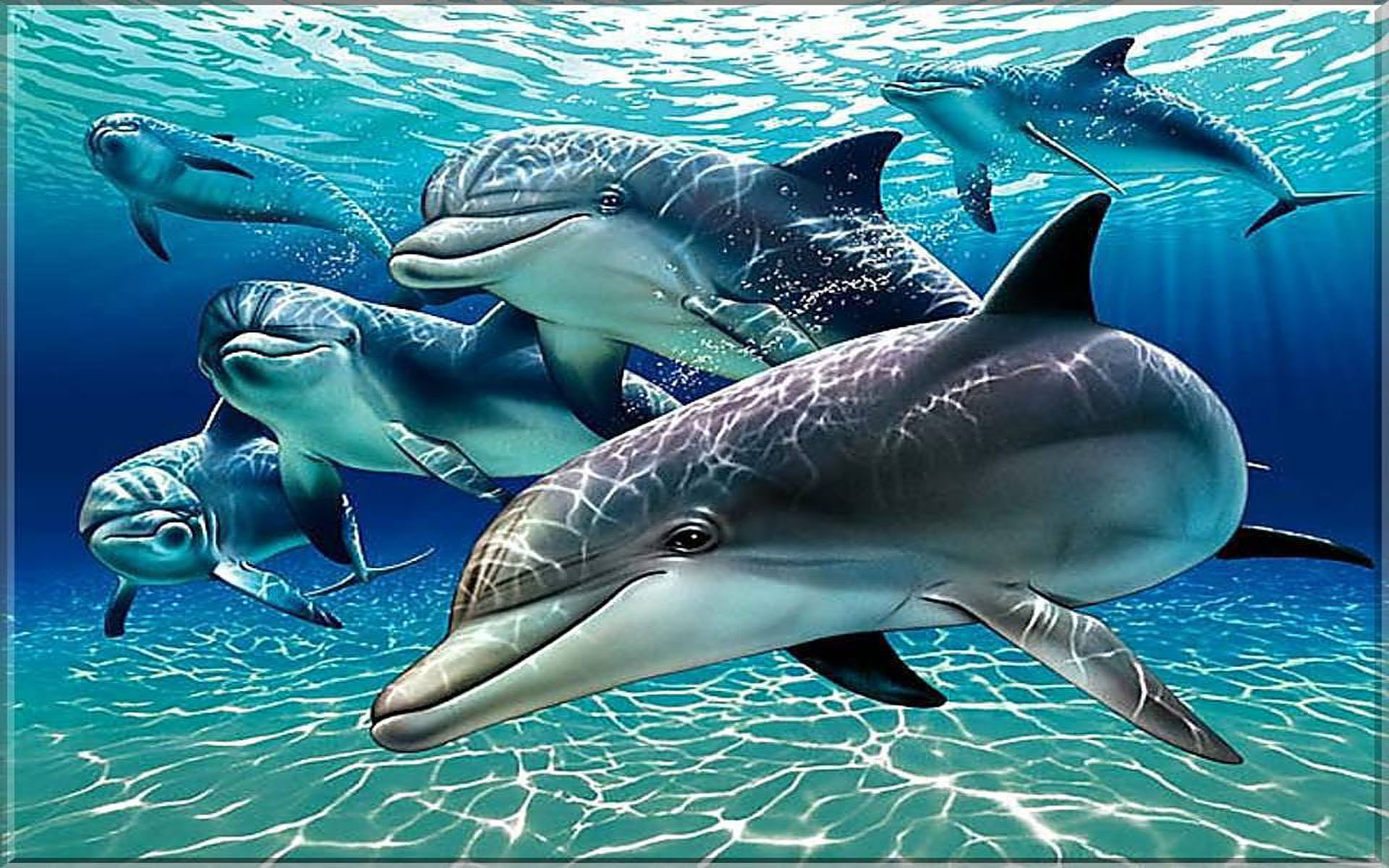Dolphins Wallpaper For Pc Tablet And Mobile Download 1920x1200 