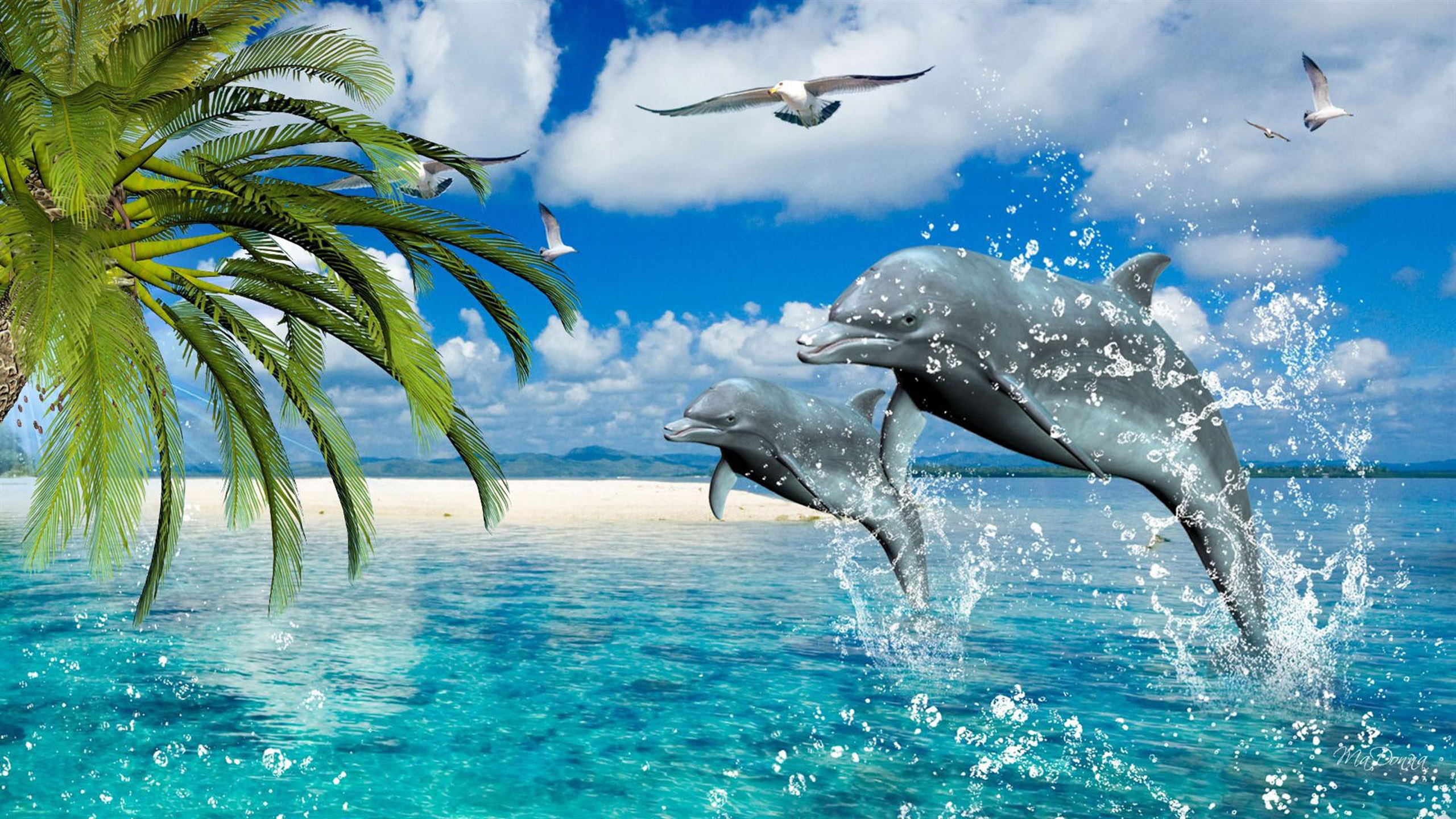 Dolphins-summer-sea-gulls-palm-Desktop-Wallpaper-HD-for-mobile-phones