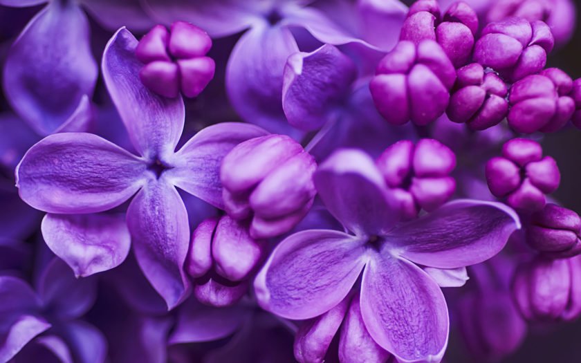Lilac wallpapers clearance