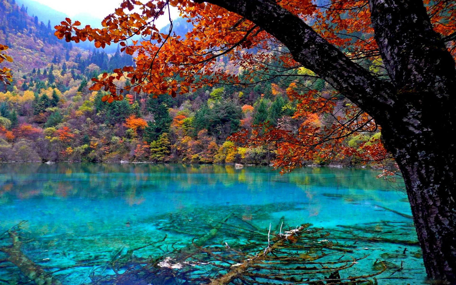 Lake With Crystal Clear Water Oak Tree With Red Leaves ...