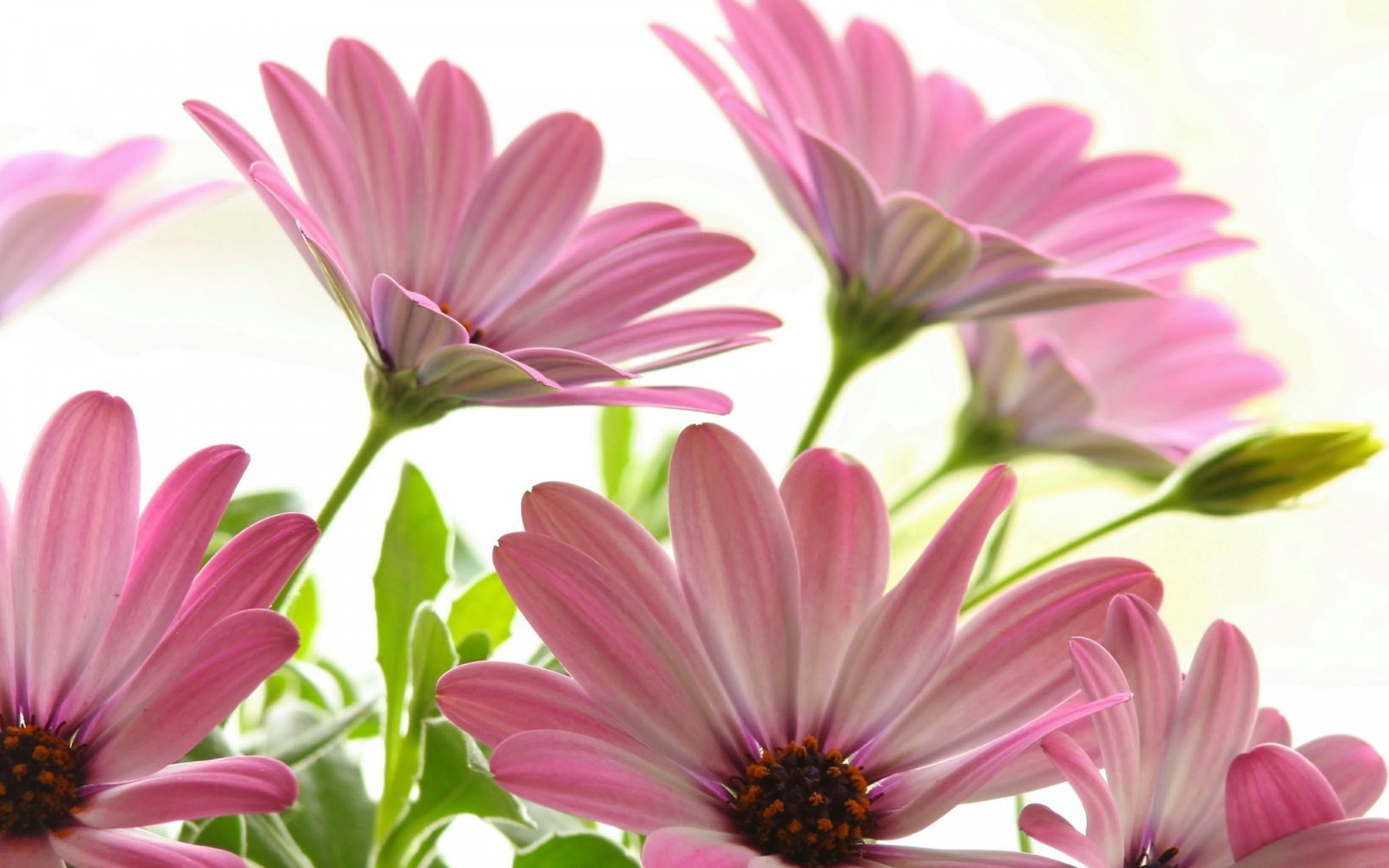 Pink Daisies Beautiful Flowers Desktop Backgrounds For Windows