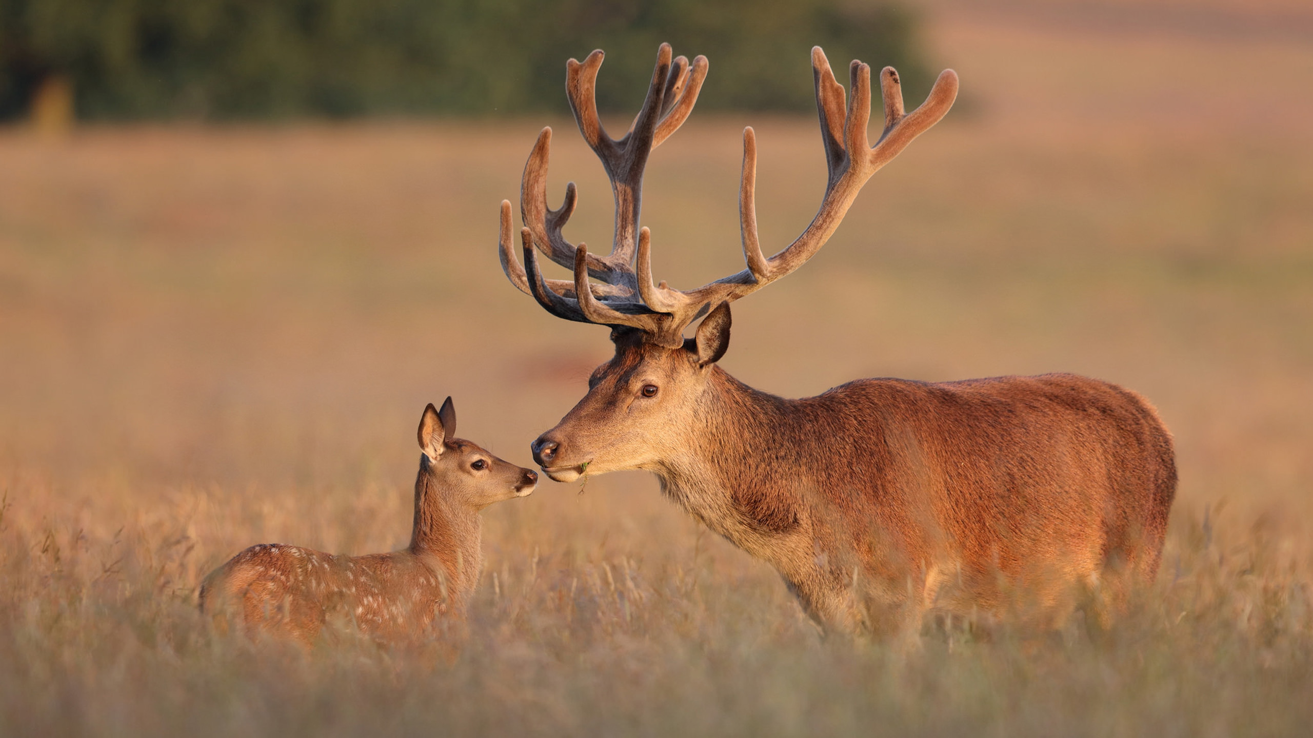 Red Deer Deer & Elk With Large Antlers Hd Desktop Wallpaper 2560x1600