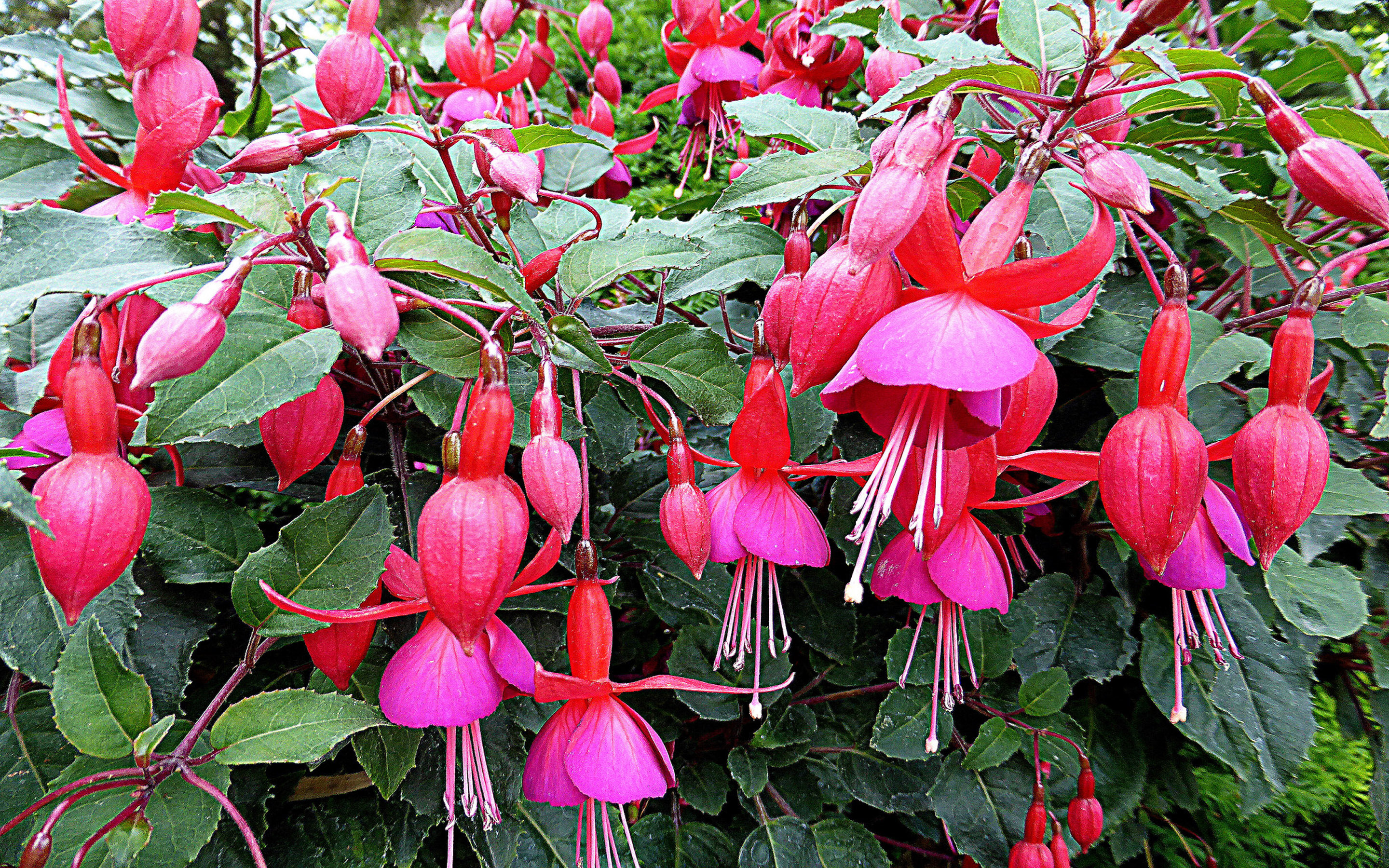Red Fuchsia Is A Genus Of Flowering Plants Shrubs Or Small Trees