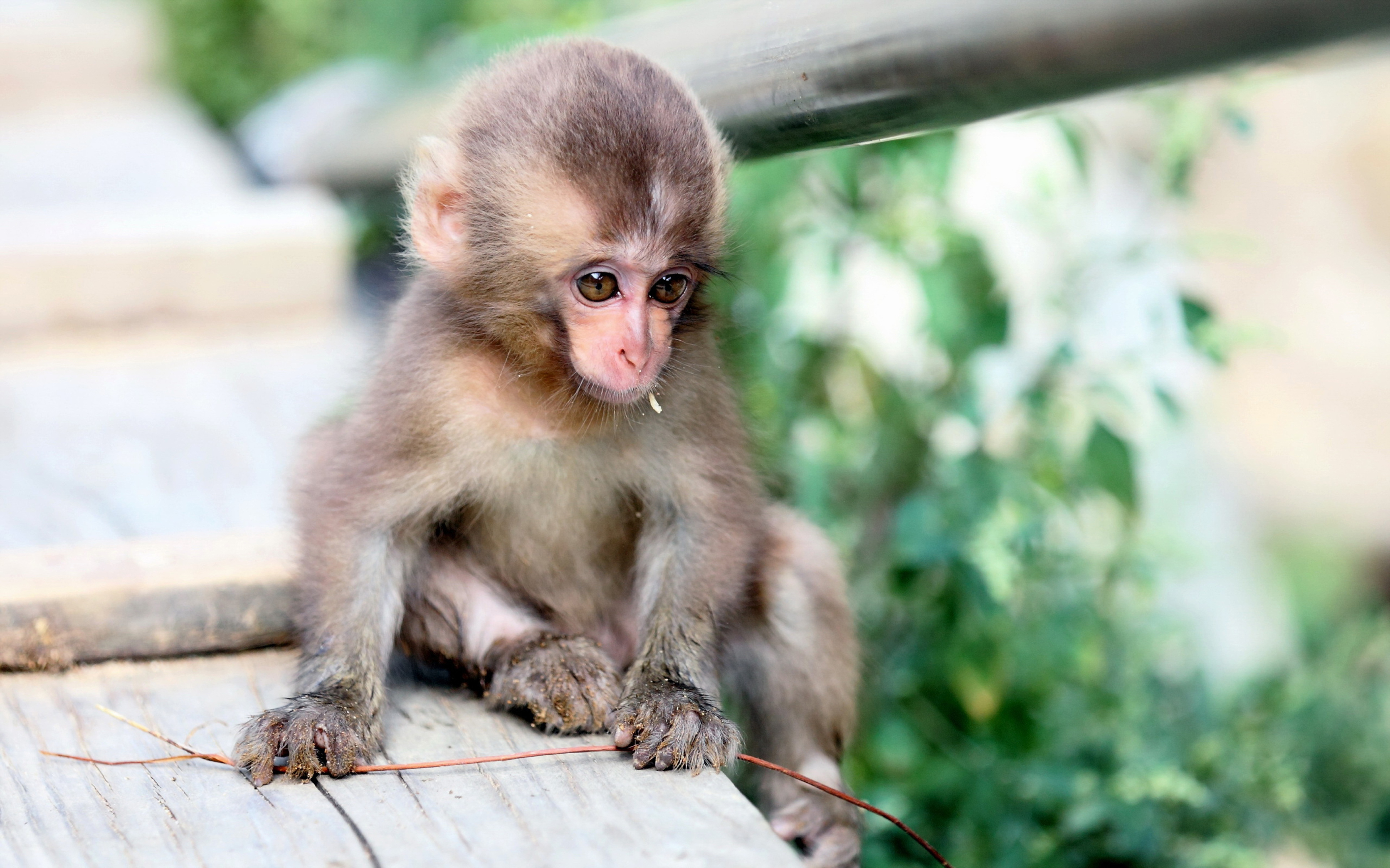 Small Cute Monkey Hd Wallpapers For