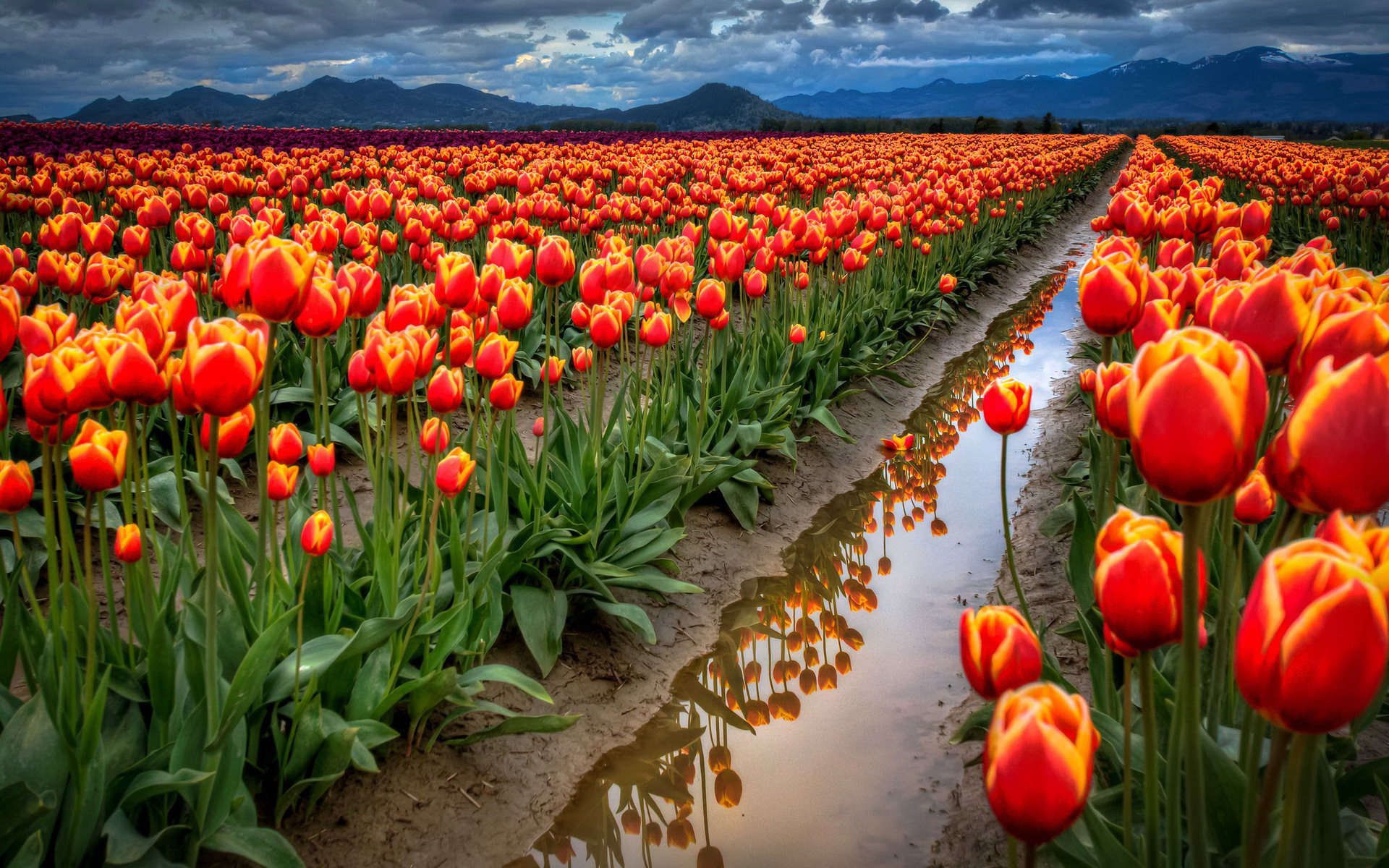 Spring Flowers Field With Red Tulips Desktop Wallpaper Full Screen ...