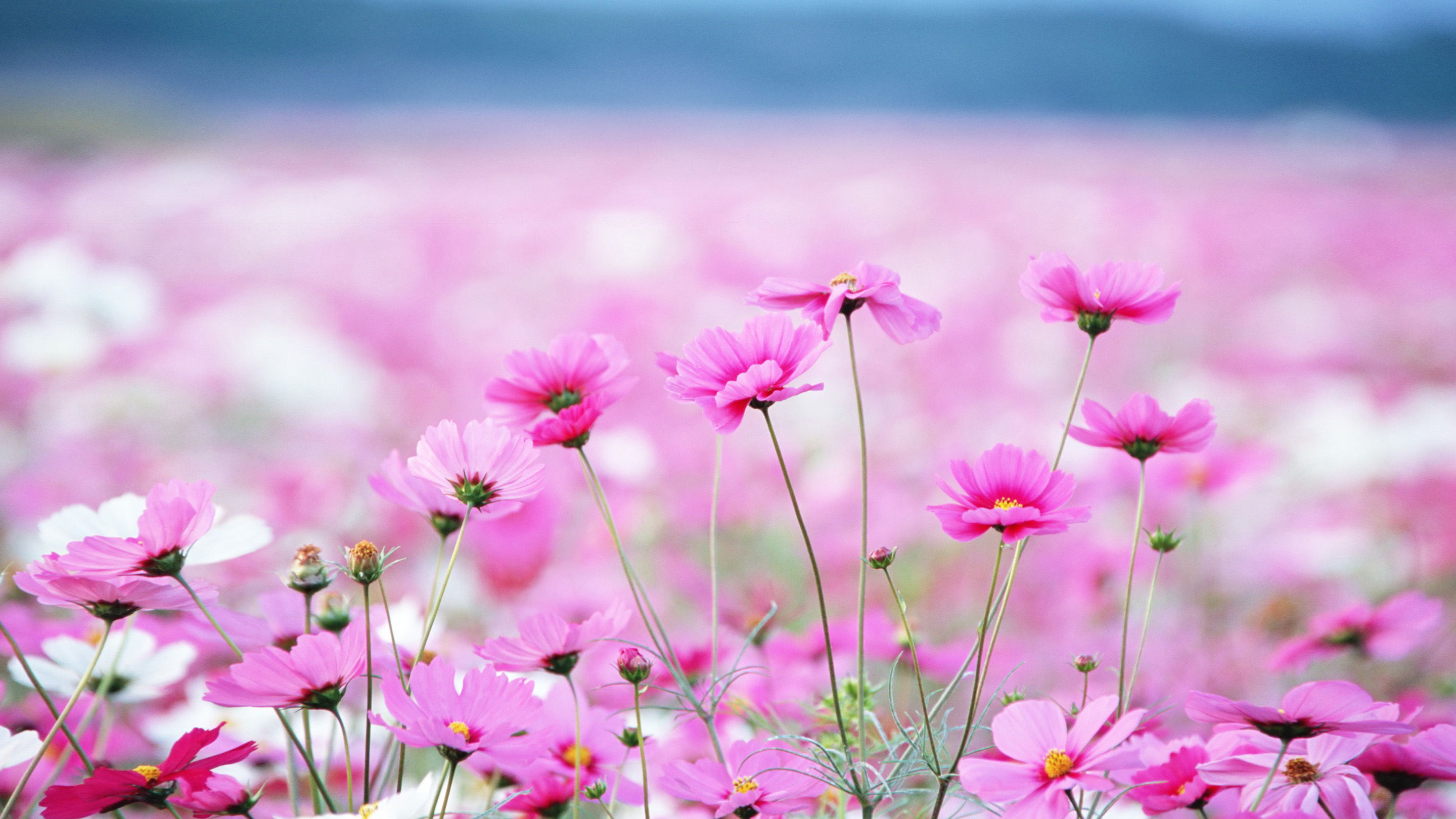Summer Flowers Pink Daisy Desktop Wallpaper Backgrounds Free Download  2880x1620 : 