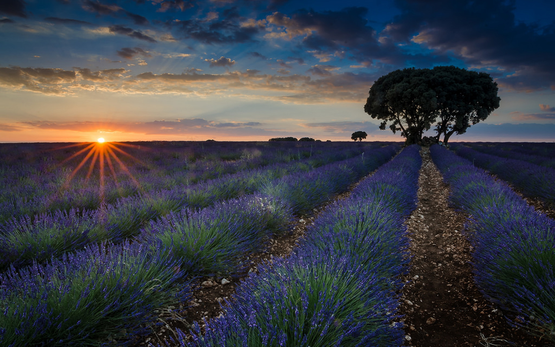 Sunset Fields With Lavender Brihuega Guadalajara Province, Spain