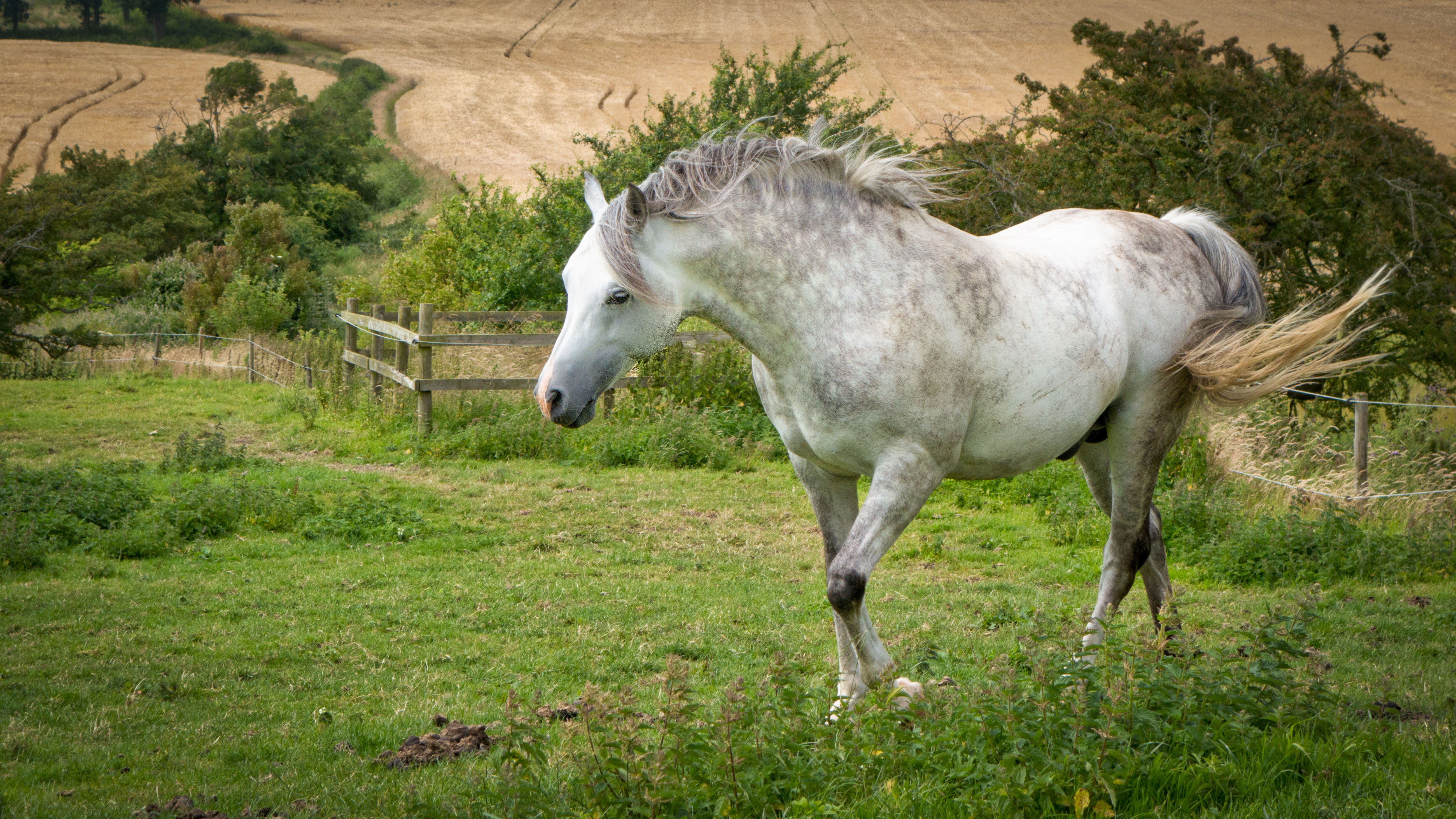 White Horse In Green Meadow Summer Desktop Wallpaper Hd 5200x2925