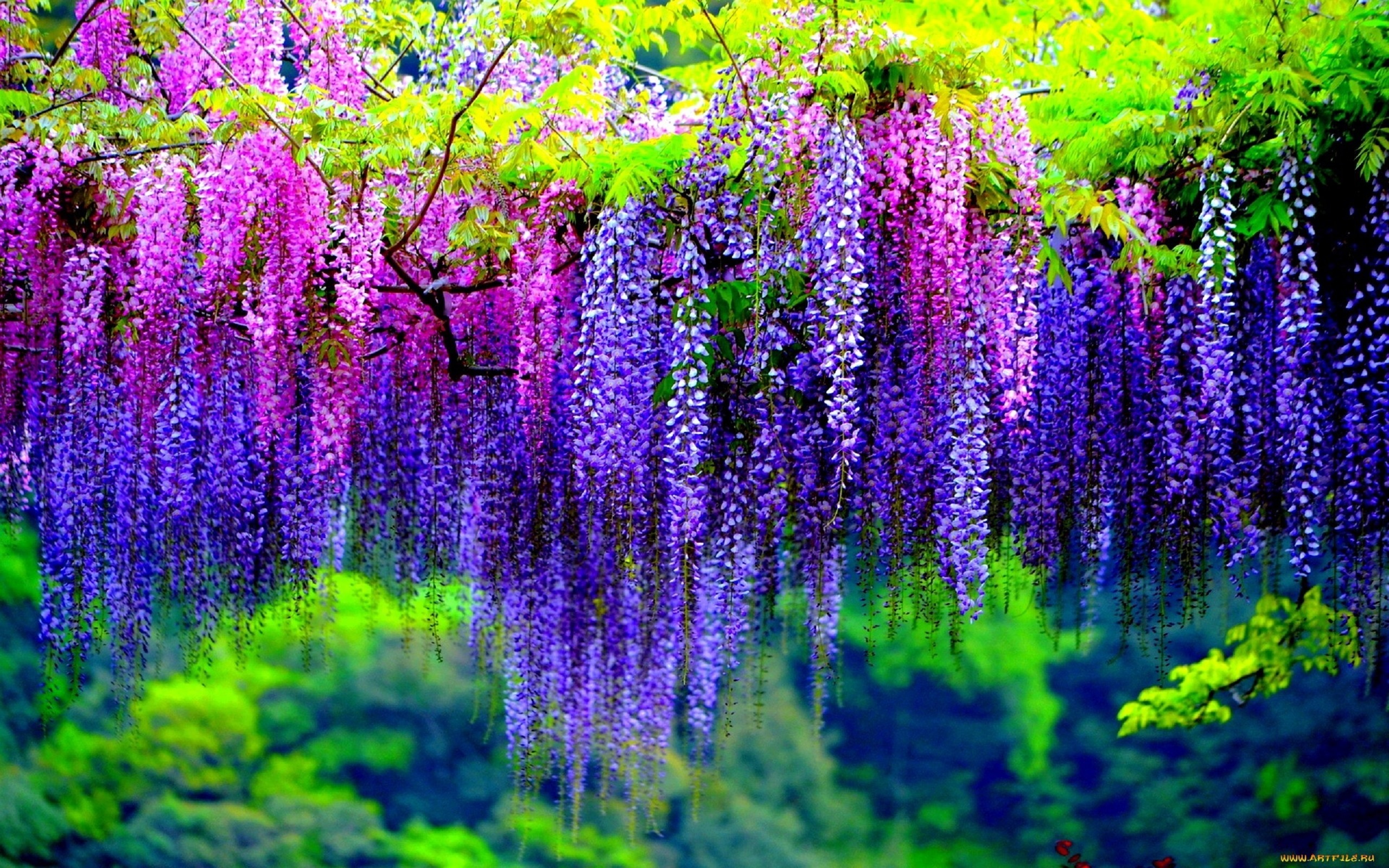 Wisteria Tree With Pink And Purple Flowers Wallpaper Hd ...