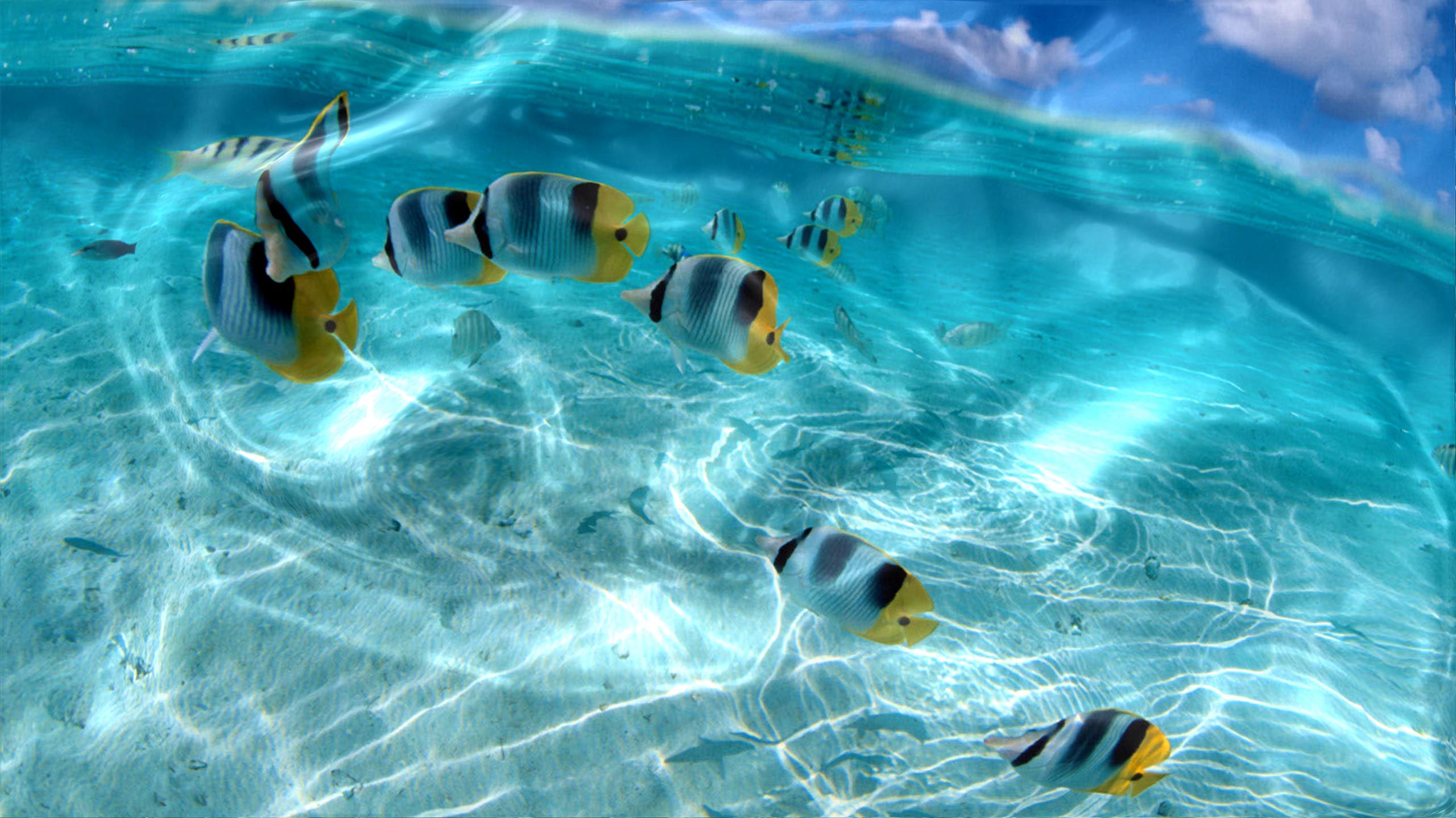Colorful tropical fish Ocean-transparent water-HD Wallpaper for  Windows-2560x1440 : 