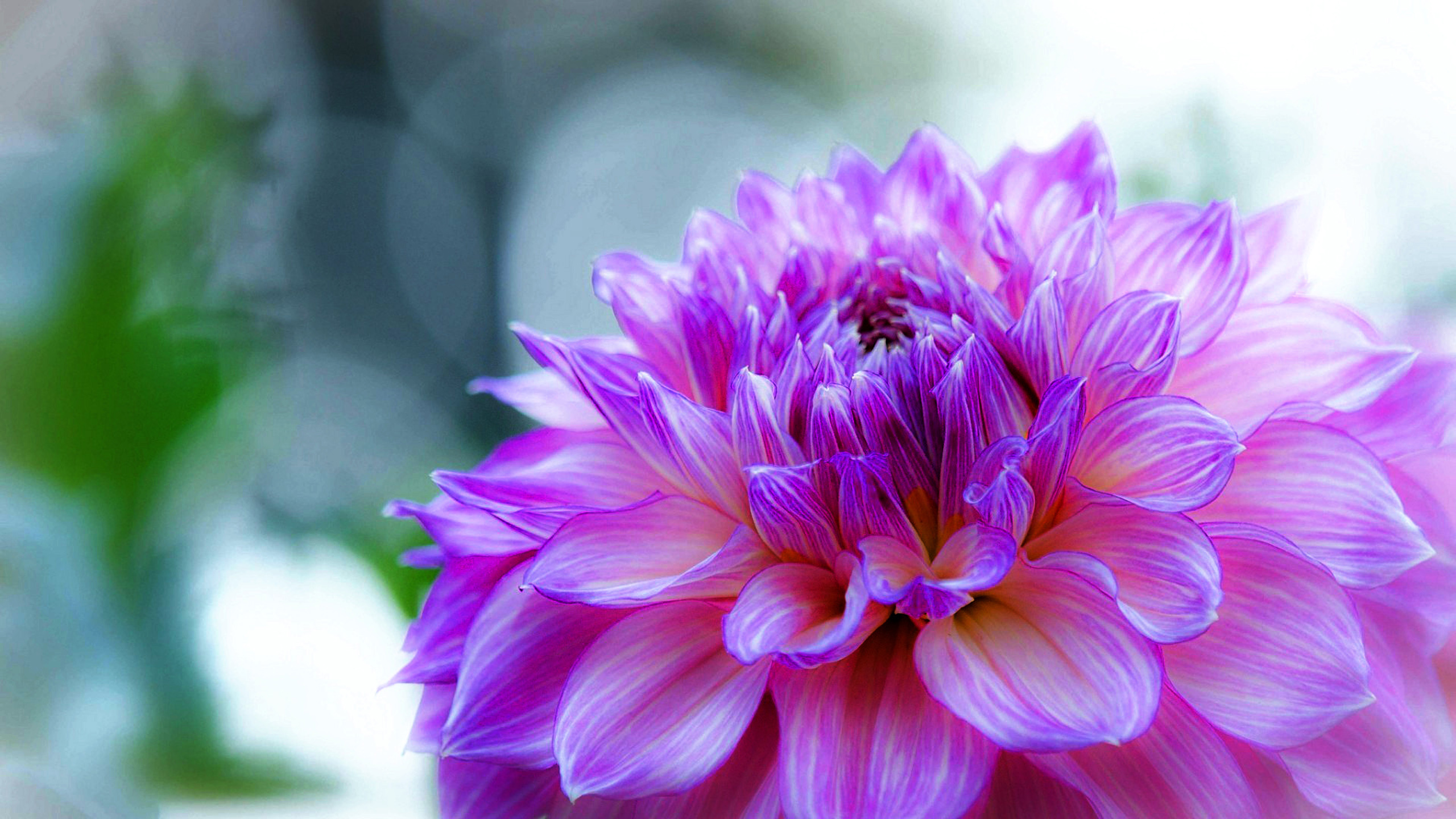 Dahlia Delicate Purple Flower Desktop Wallpaper Hd 2560x1440 ...