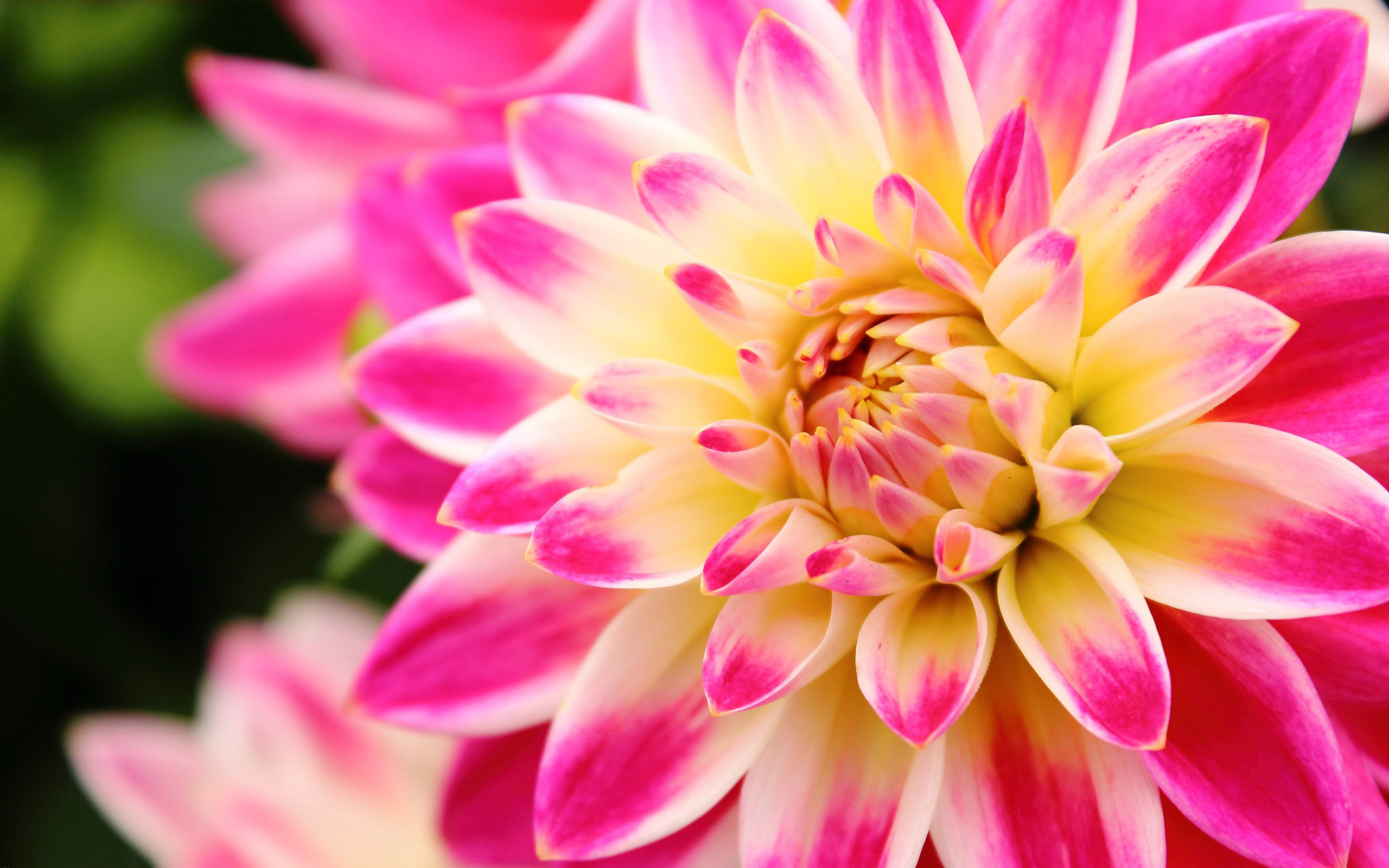 Flower In Three Colours Pink Dahlia White And Yellow Hd ...
