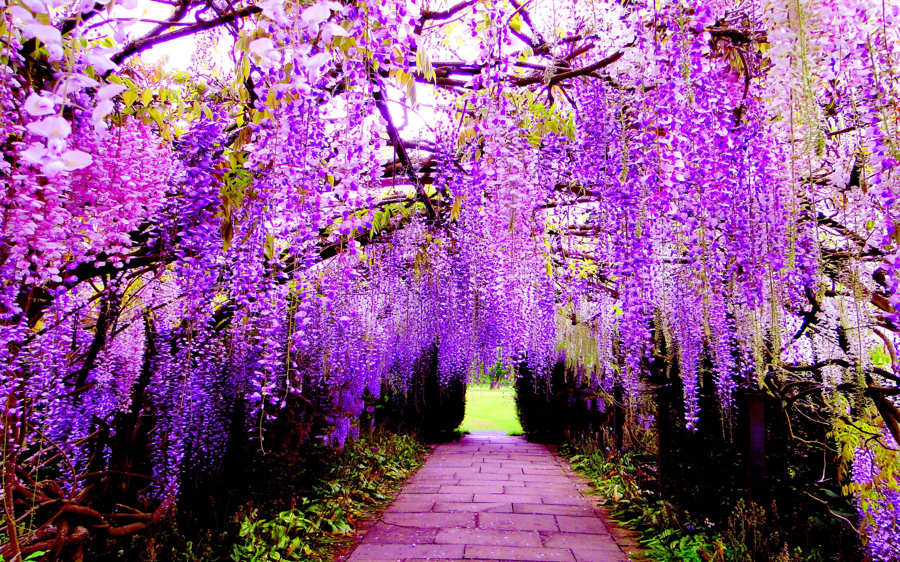 Hanging Flower Wisteria Purple Flowers Wallpaper For Pc, Tablet And