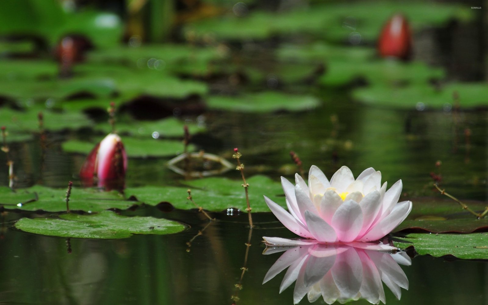 Lotus Flower Water Desktop Wallpaper Backgrounds Free Download