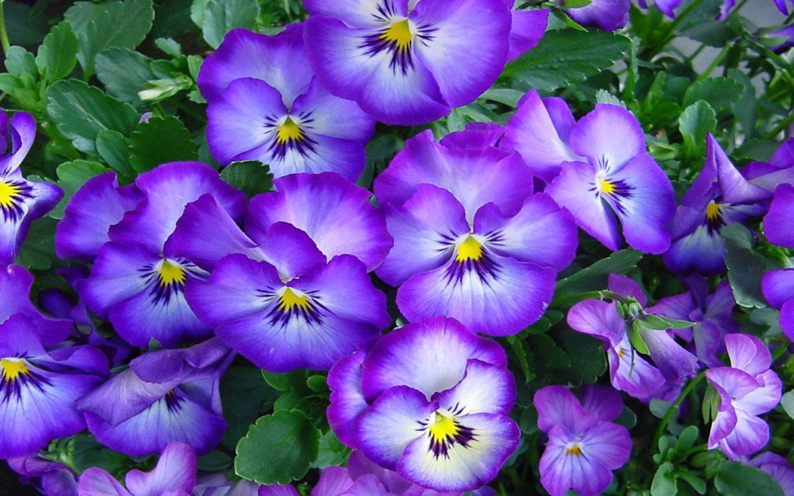 Pansies Vioetovi Flowers Desktop Wallpaper Hd Free Download 1920x1200