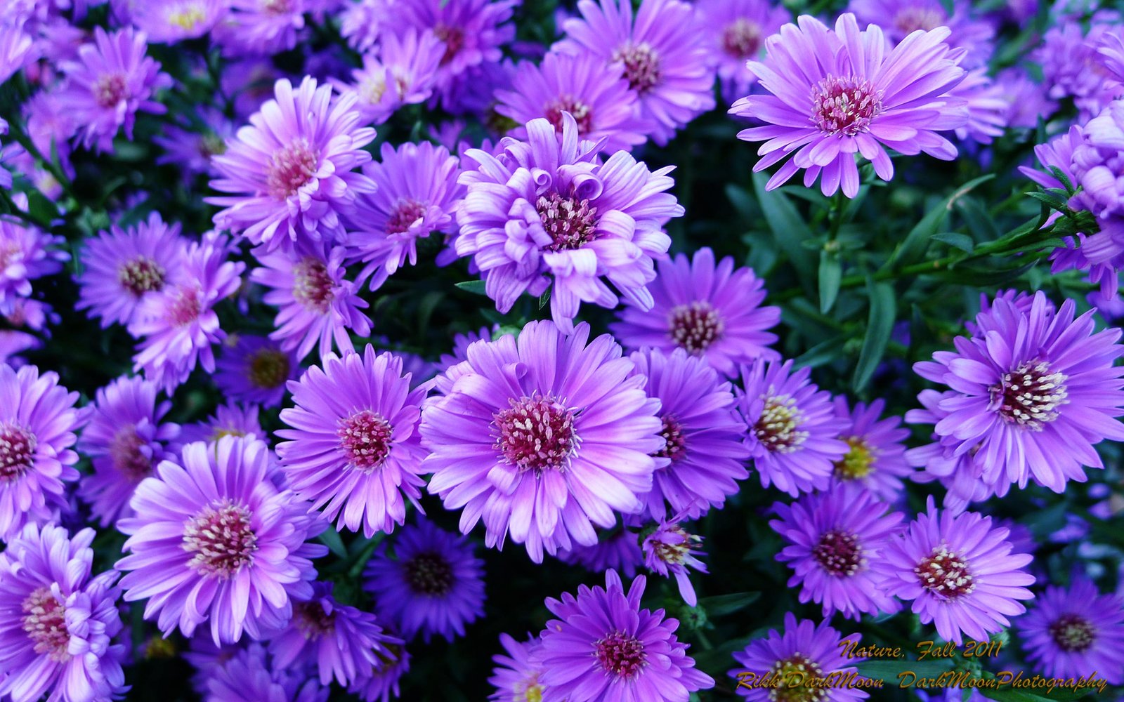 purple flower desktop wallpaper