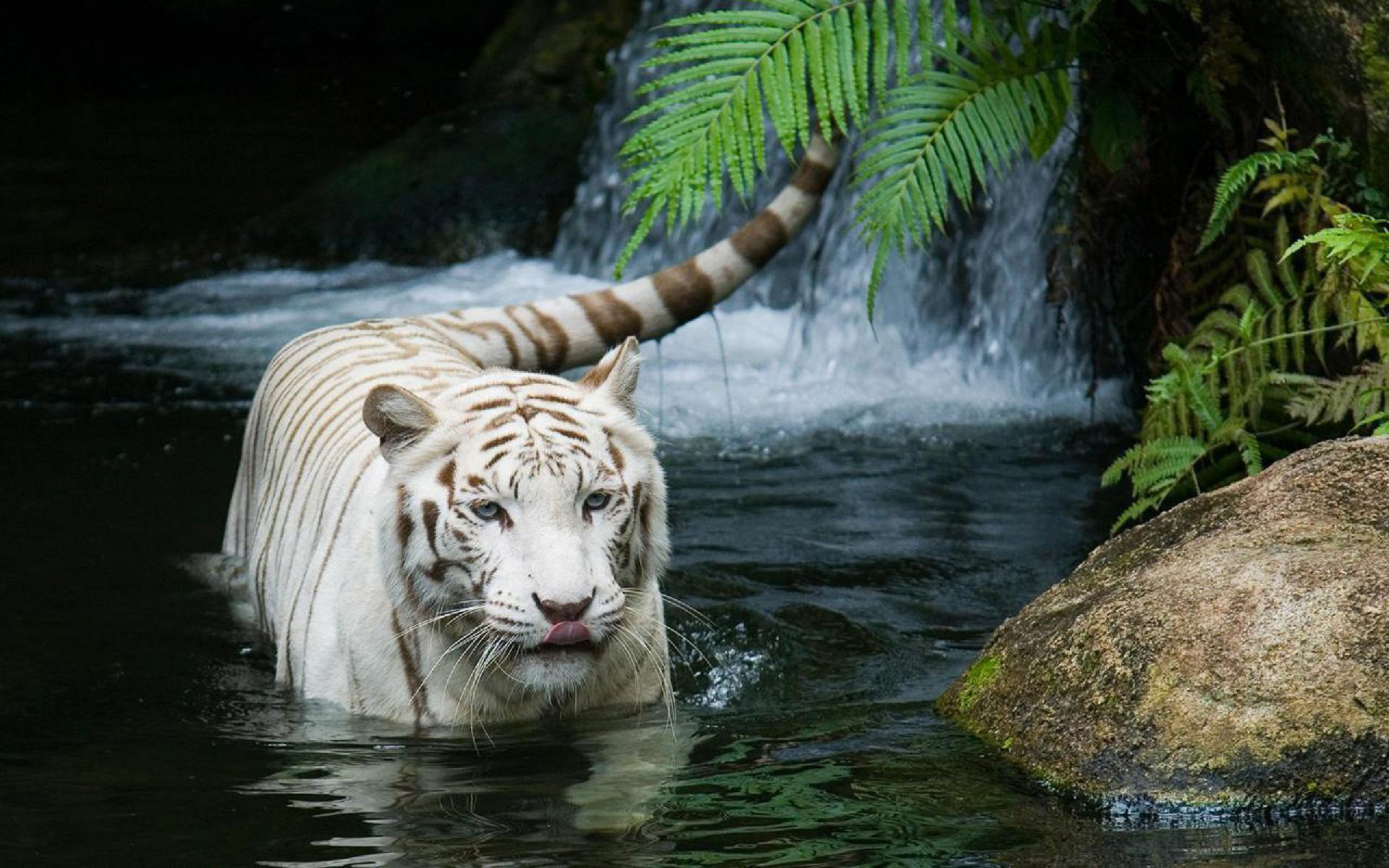 Видео про обои. Водяной тигр аипа. Фиджи белый тигр. Бенгальский тигр альбинос. Красивый тигр.