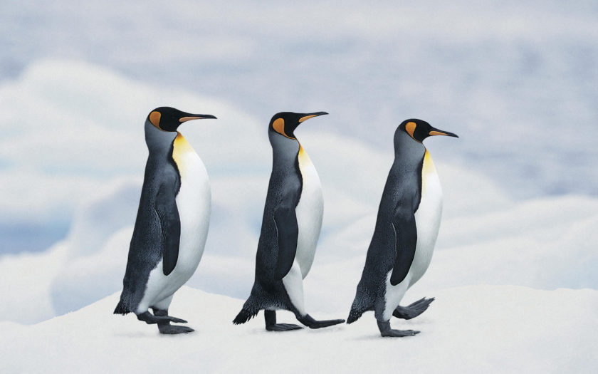 Animals Of Antarctica Penguins Marching Through The Snow Desktop Wallpaper  Hd 2560x1600 : 