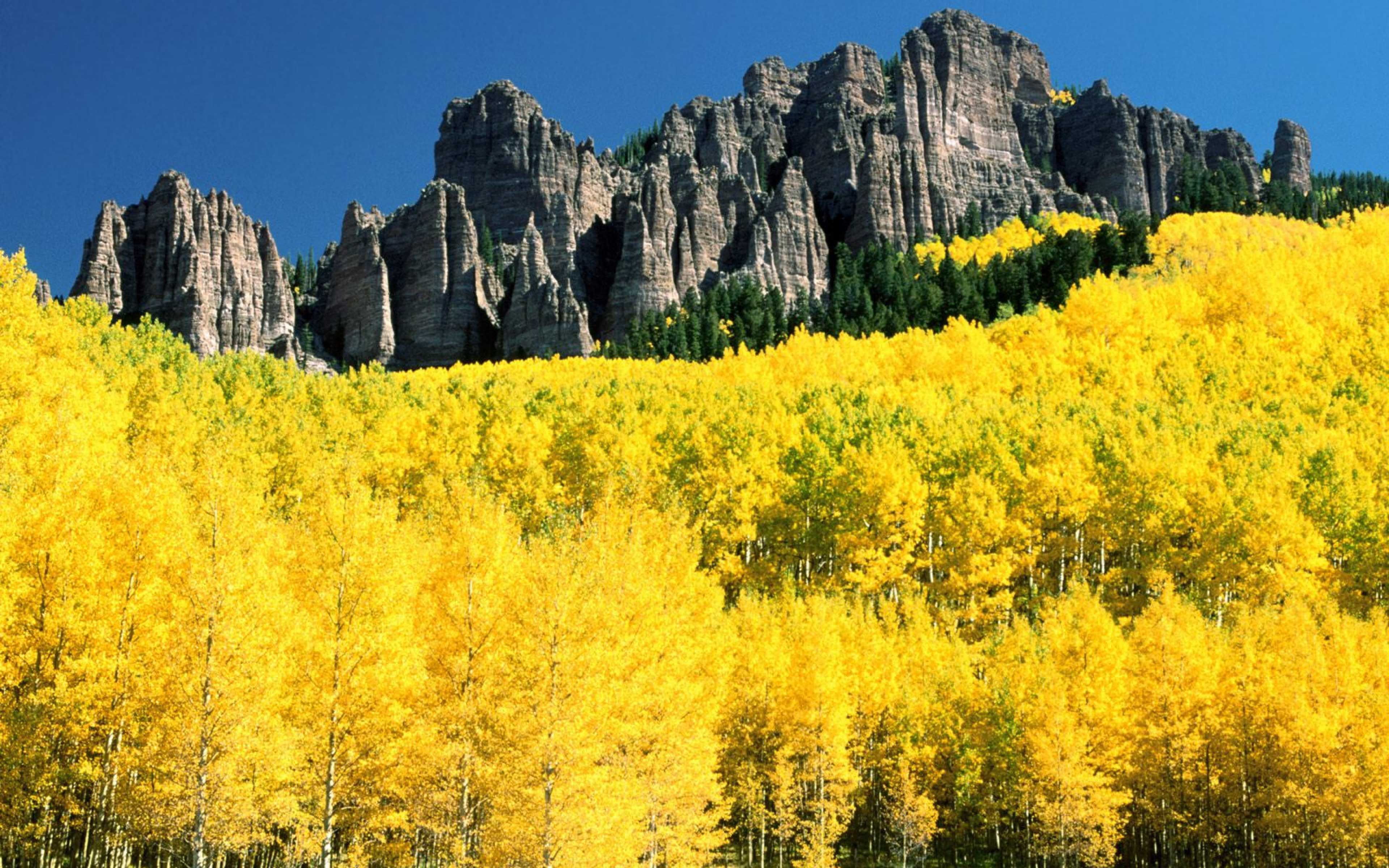 Природа этого региона удивляет. Лес Аспен, Колорадо. Желтая береза Северной Америки. Колорадо горы березы. Желтые горы.