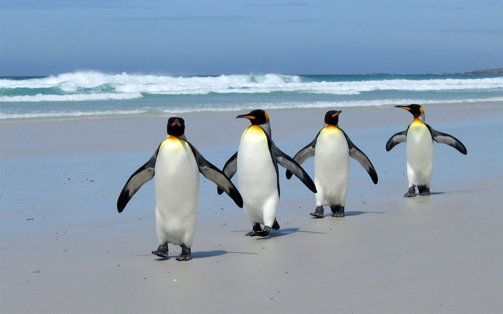 Какой тип развития характерен для субантарктического пингвина. Королевский Пингвин Aptenodytes patagonicus. Субантарктический Пингвин в Антарктиде. Неуклюжий Пингвин. Пингвины на пляже.