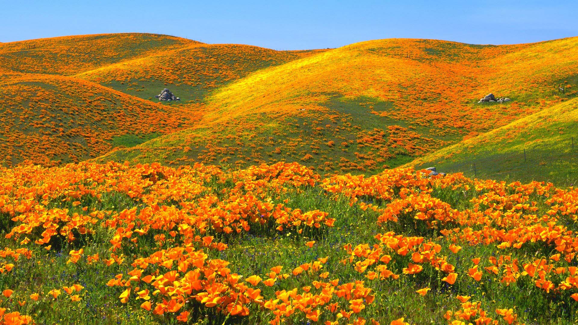 California Flowers Wallpapers  Top Free California Flowers Backgrounds   WallpaperAccess