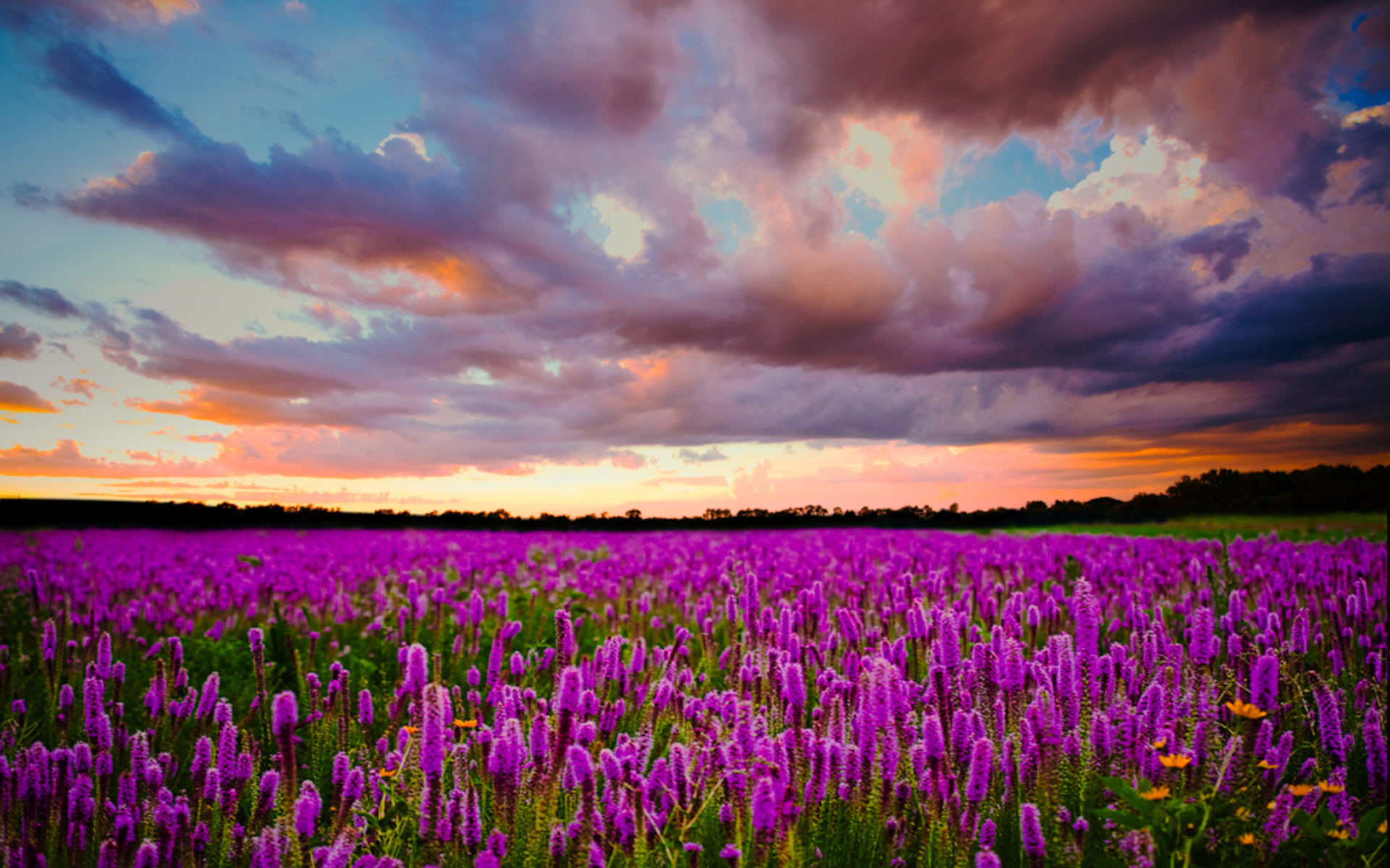 Sunset Field With Purple Flowers Of Lavender Sky With Dark
